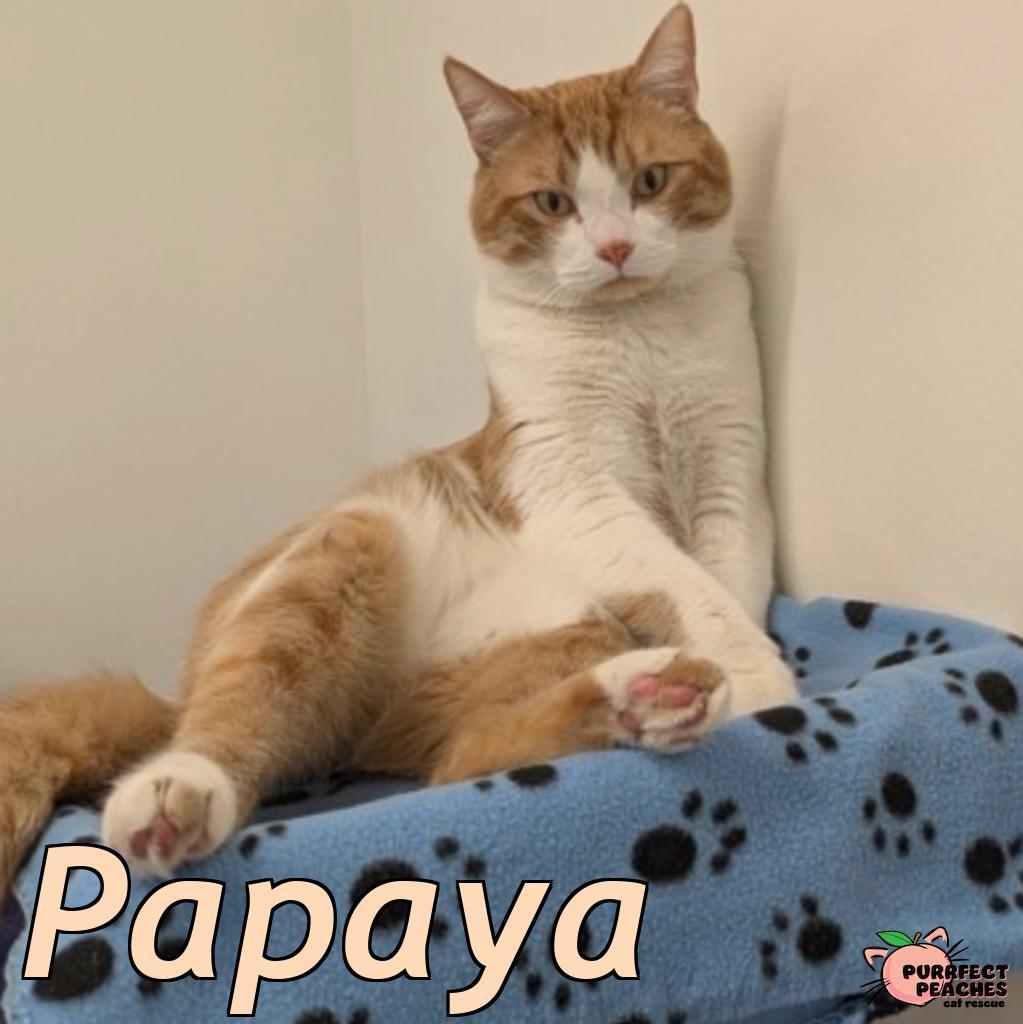 Enlarge Papaya, a Adoptable mixed breed in Douglasville, GA image 6/6