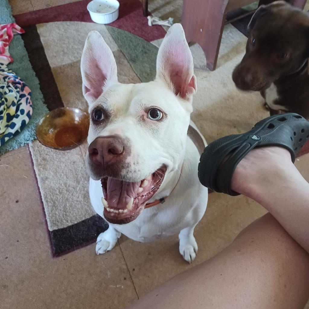 Capone, Adoptable, Adult Male American Staffordshire Terrier & Mixed Breed.