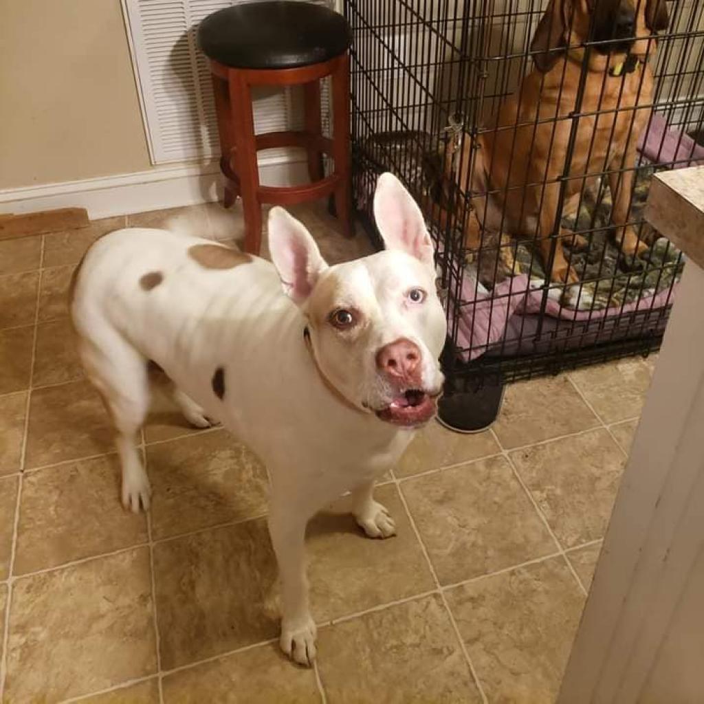 Capone, Adoptable, Adult Male American Staffordshire Terrier & Mixed Breed.