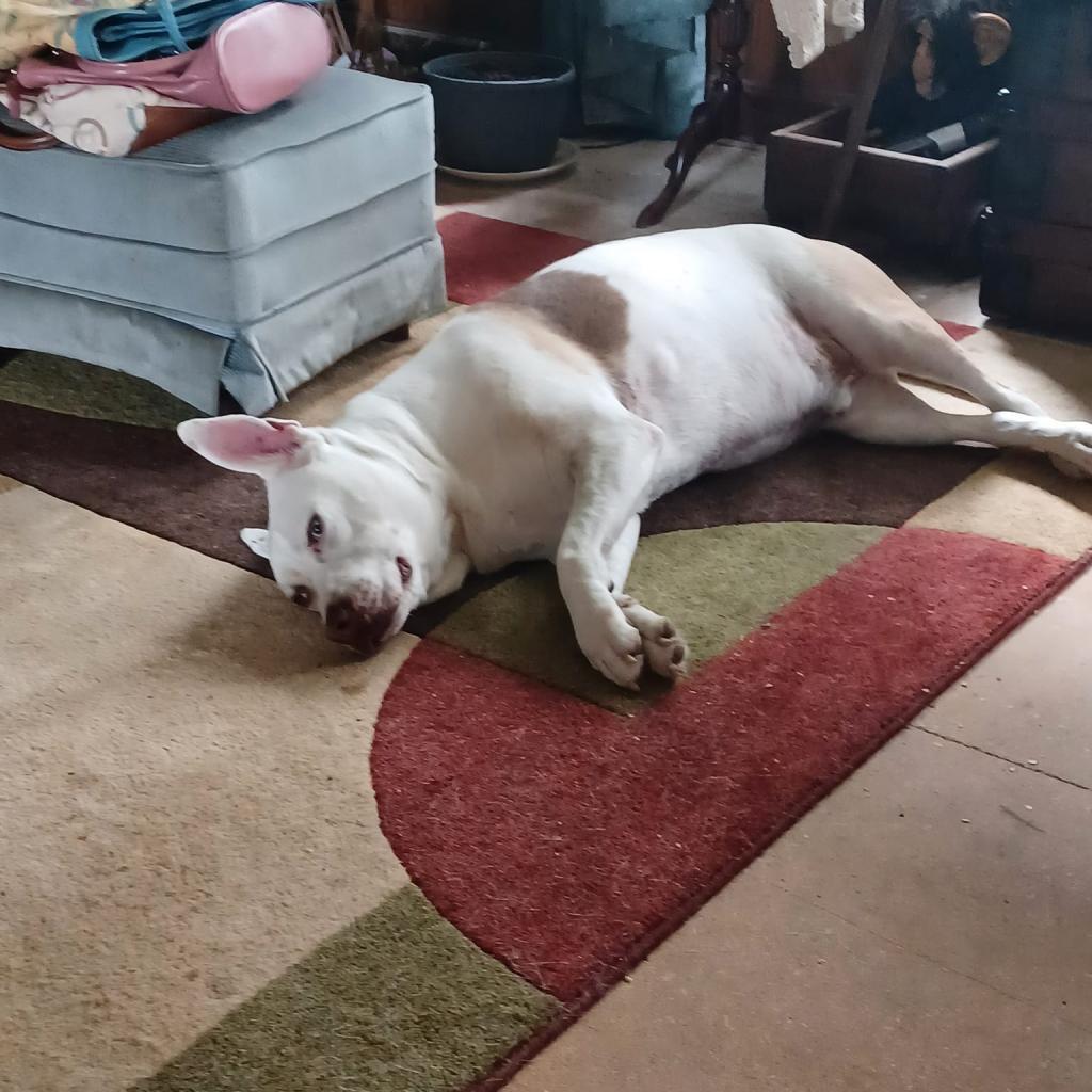 Capone, a Adoptable mixed breed in Bailey, NC image 3/6