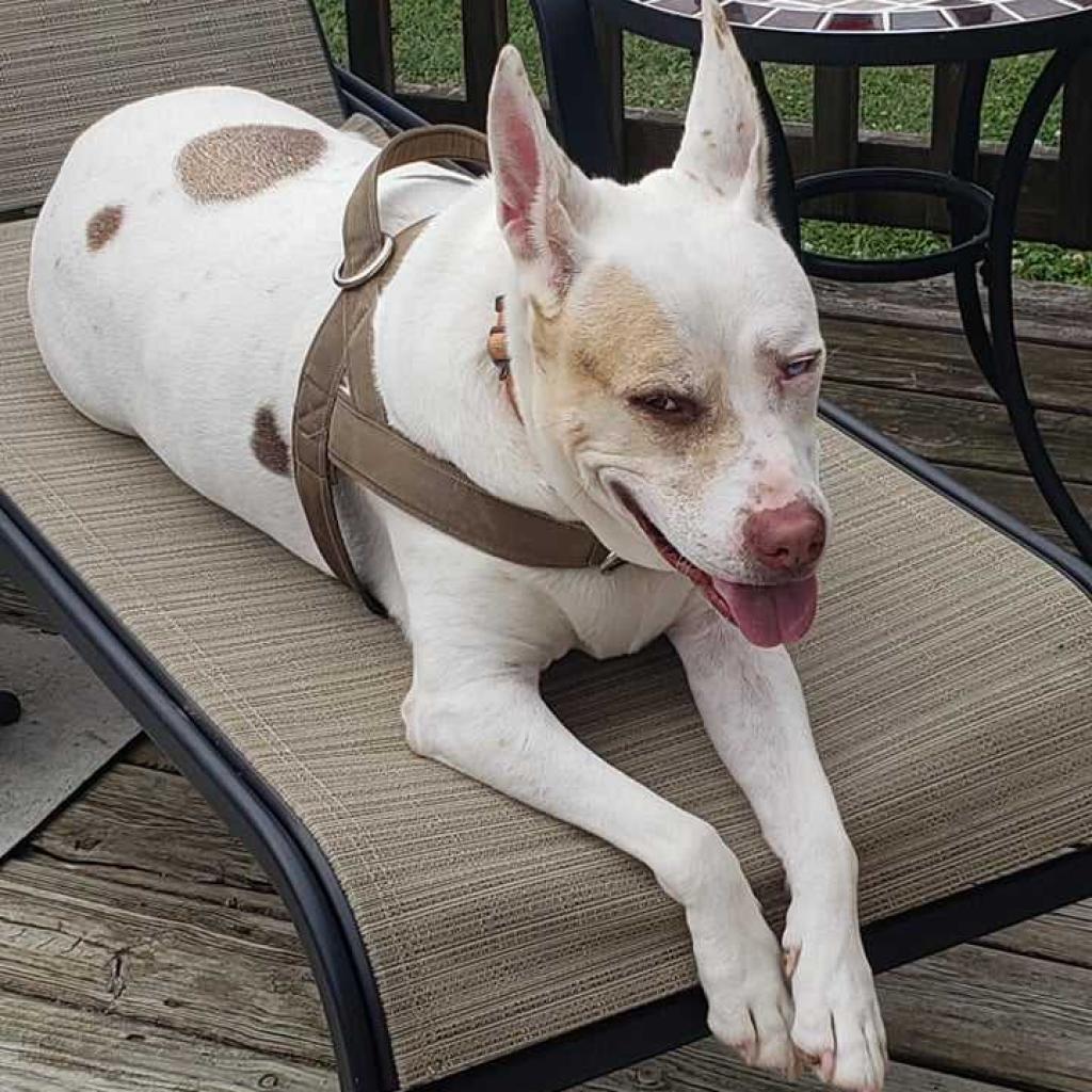 Capone, a Adoptable mixed breed in Bailey, NC image 4/6