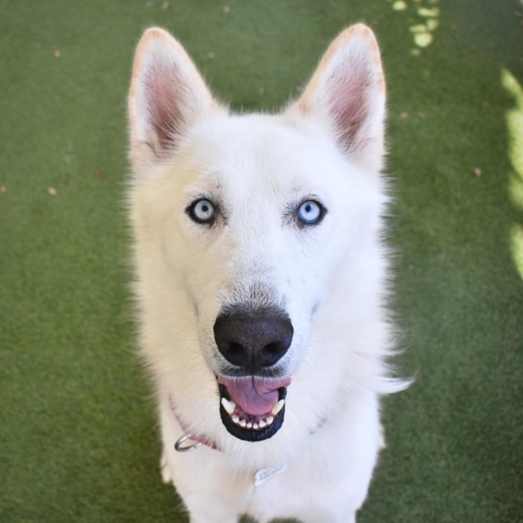 Koda, Adoptable, Young Male Siberian Husky.