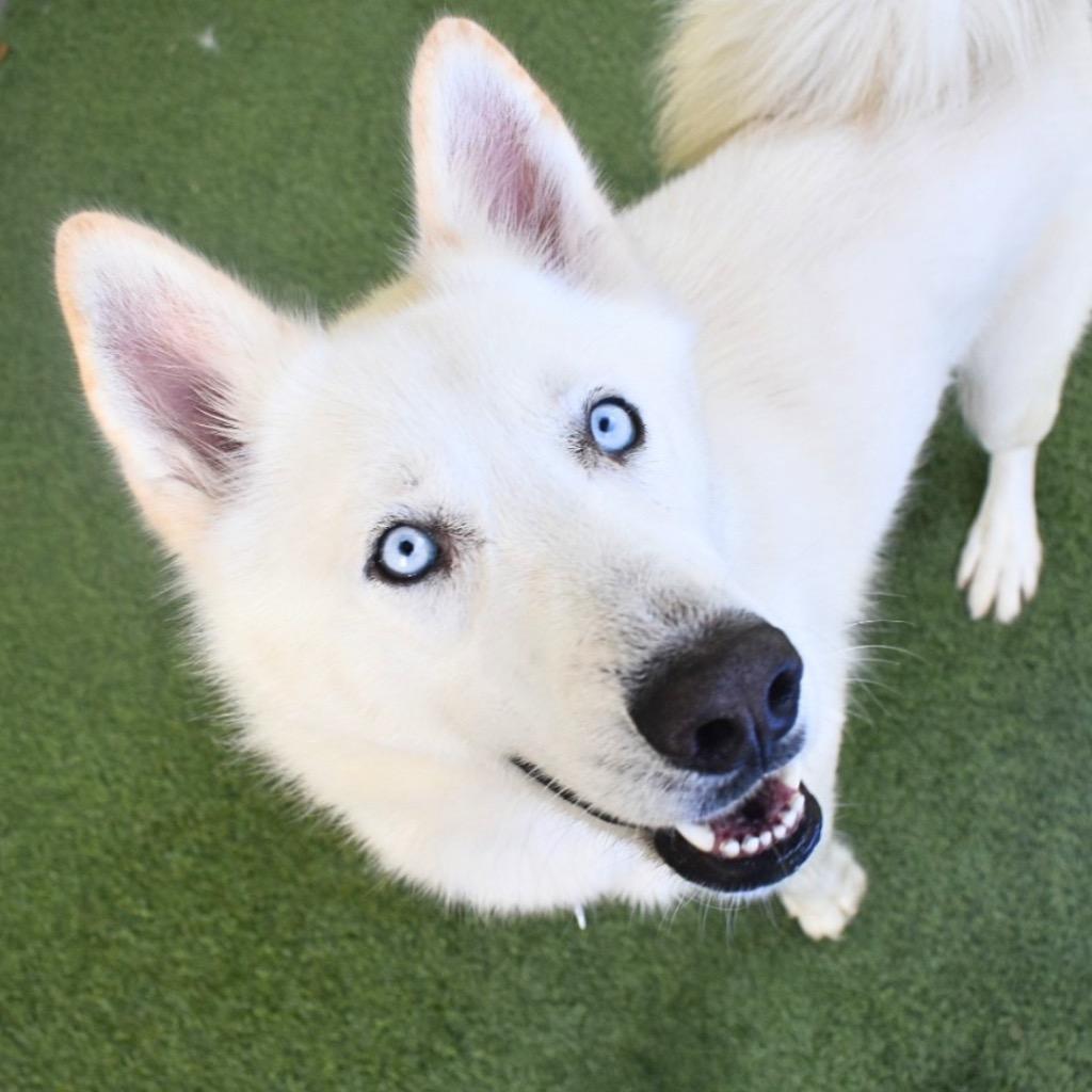 Koda, a Adoptable mixed breed in Saint Petersburg, FL image 2/3