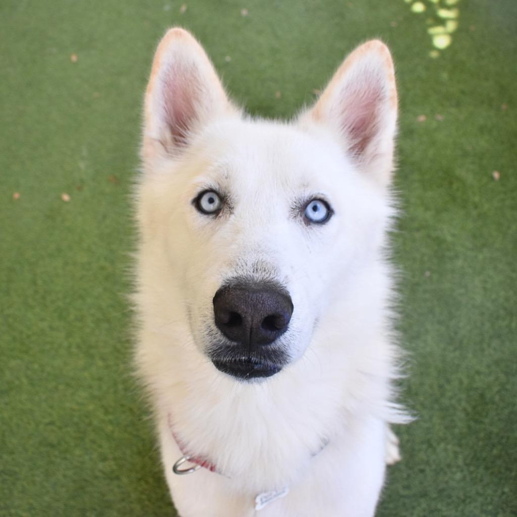Koda, a Adoptable mixed breed in Saint Petersburg, FL image 3/3