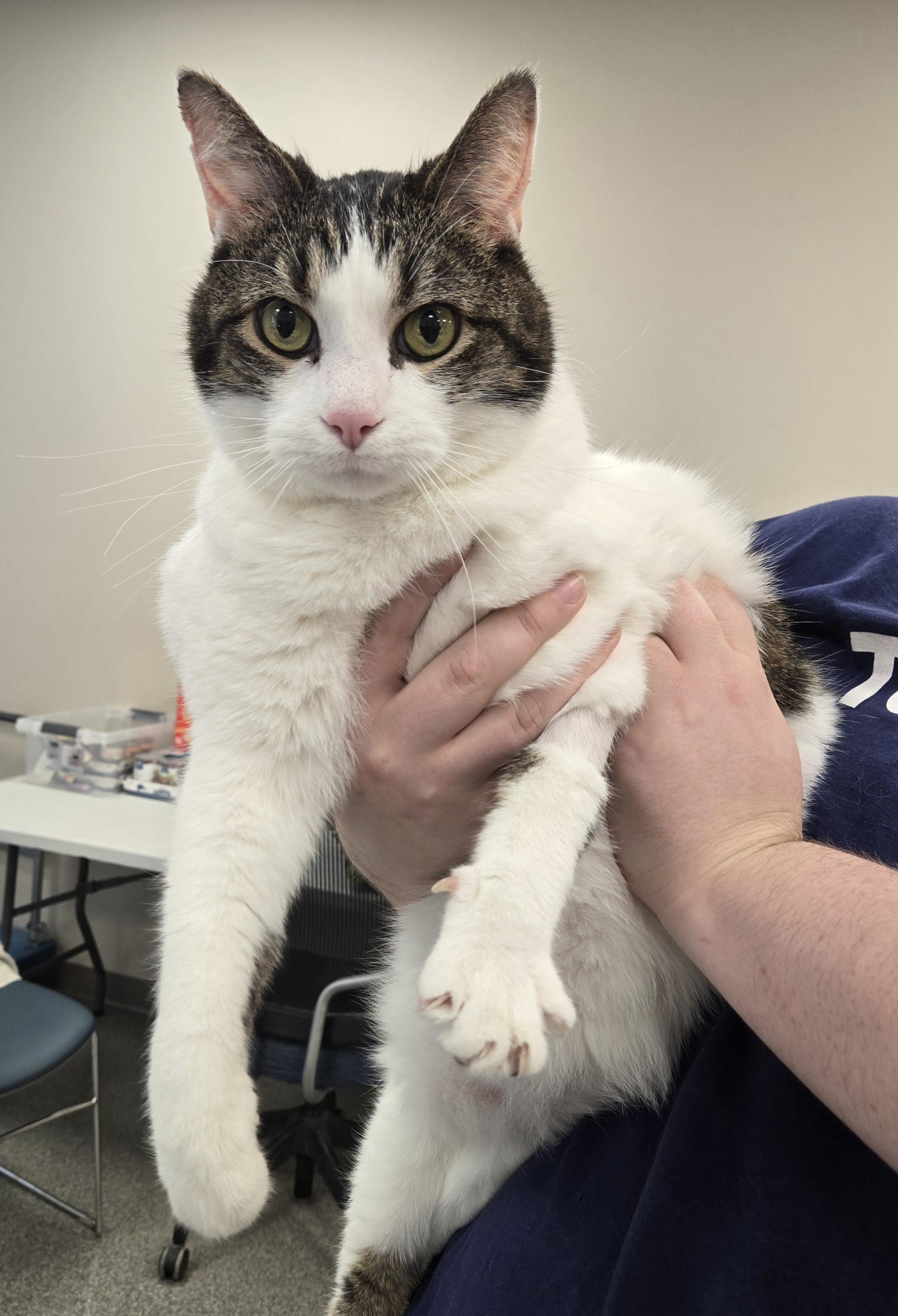 Mario, a ADOPTABLE Domestic Short Hair in Neenah, WI image 3/3