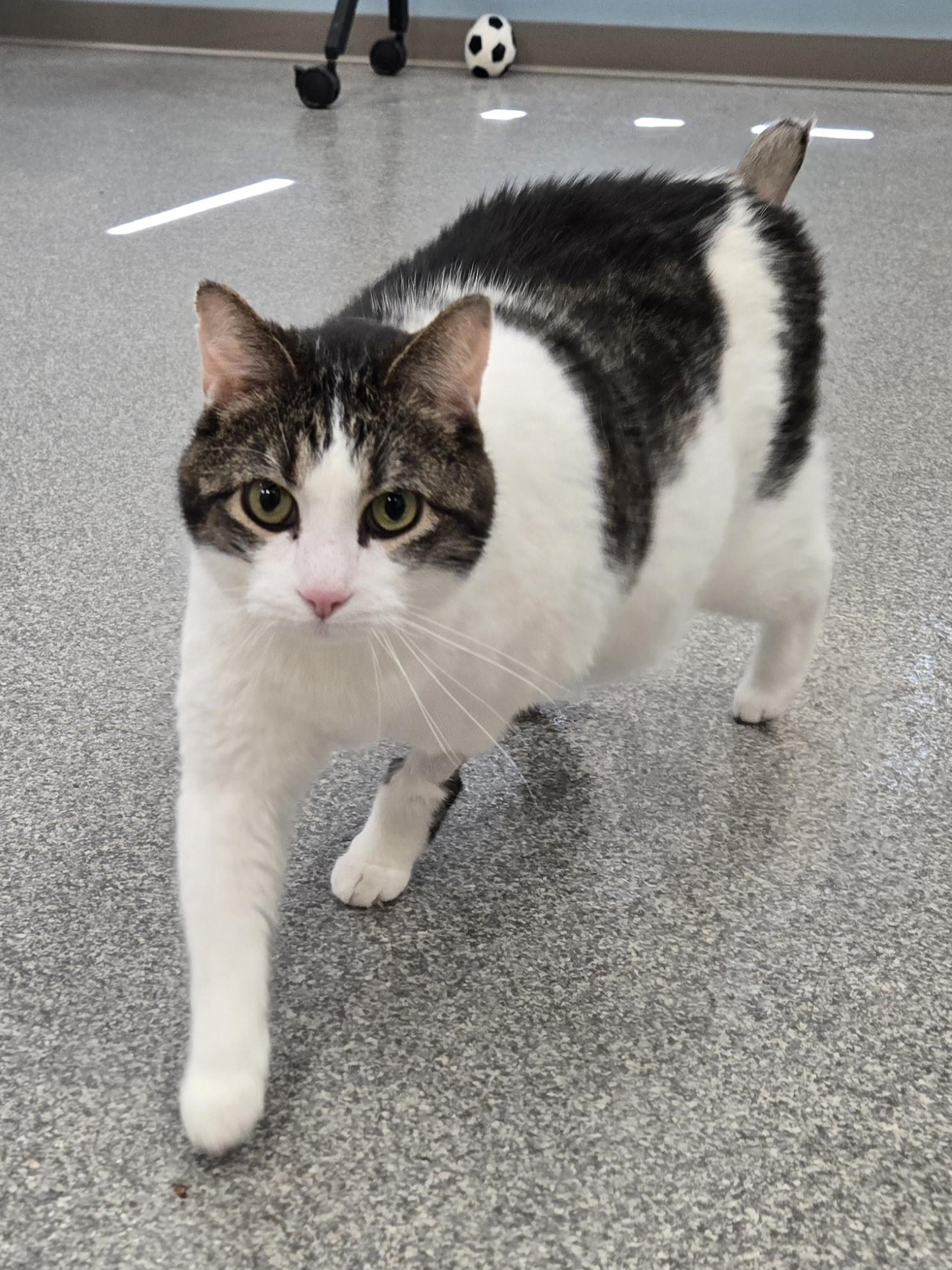 Mario, a ADOPTABLE Domestic Short Hair in Neenah, WI image 1/3