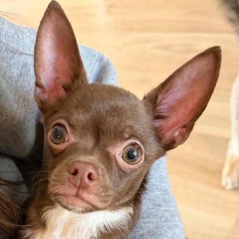 Monty, Adoptable, Young Male Chihuahua.