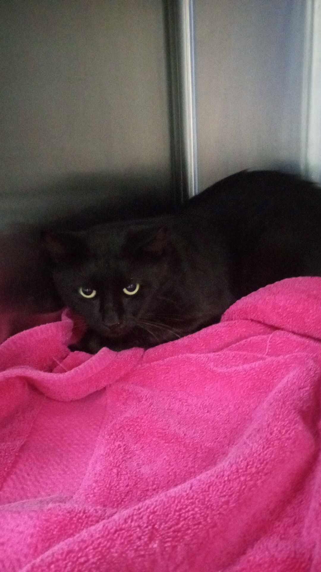Unknown, Adoptable, Adult Female Domestic Medium Hair.