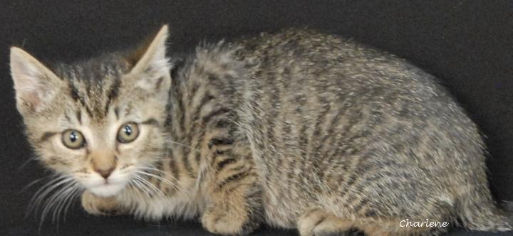 Capri Sun, Adoptable, Kitten Male Domestic Short Hair.