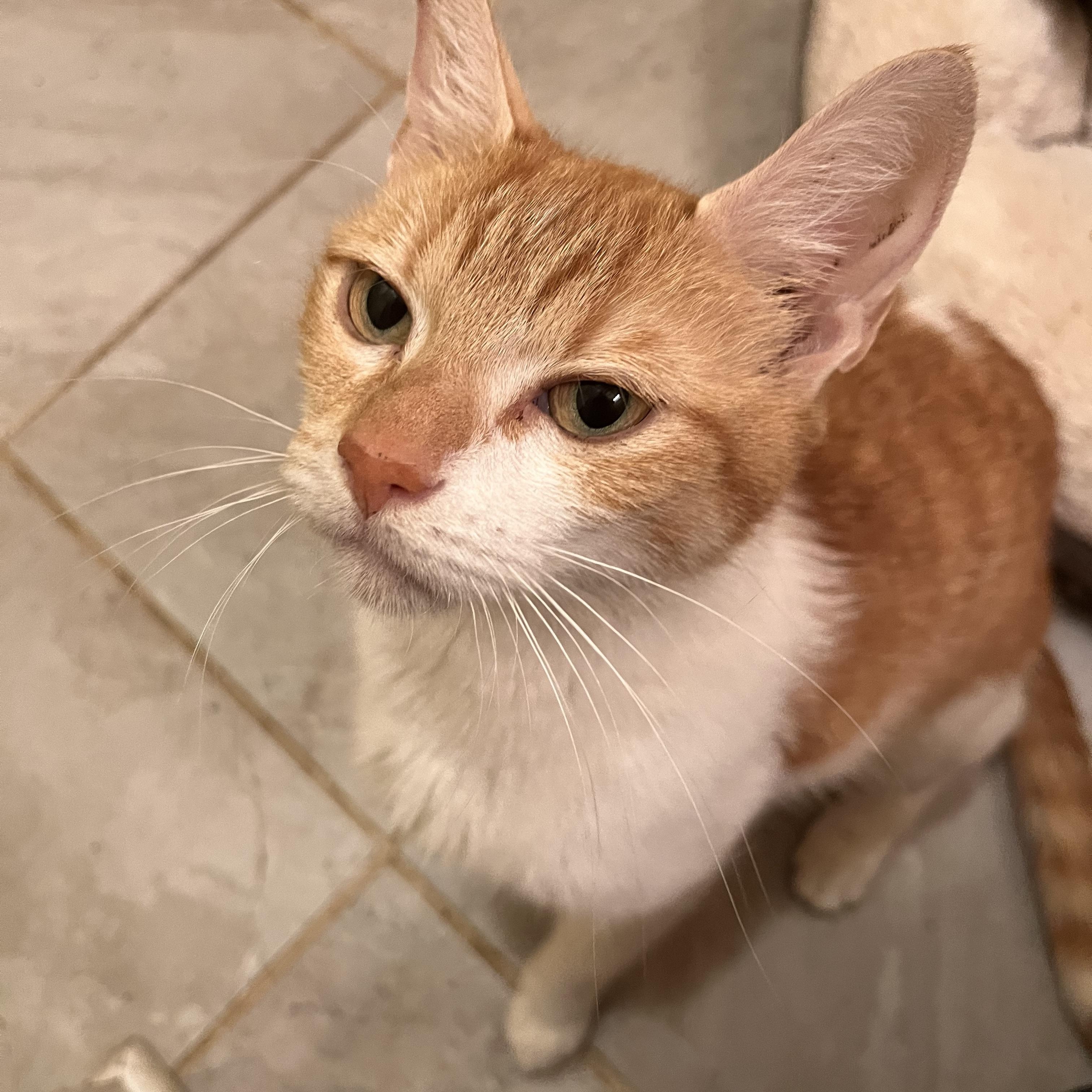 Enlarge Fontina, a Adoptable Domestic Short Hair in Lewis Center, OH image 4/4