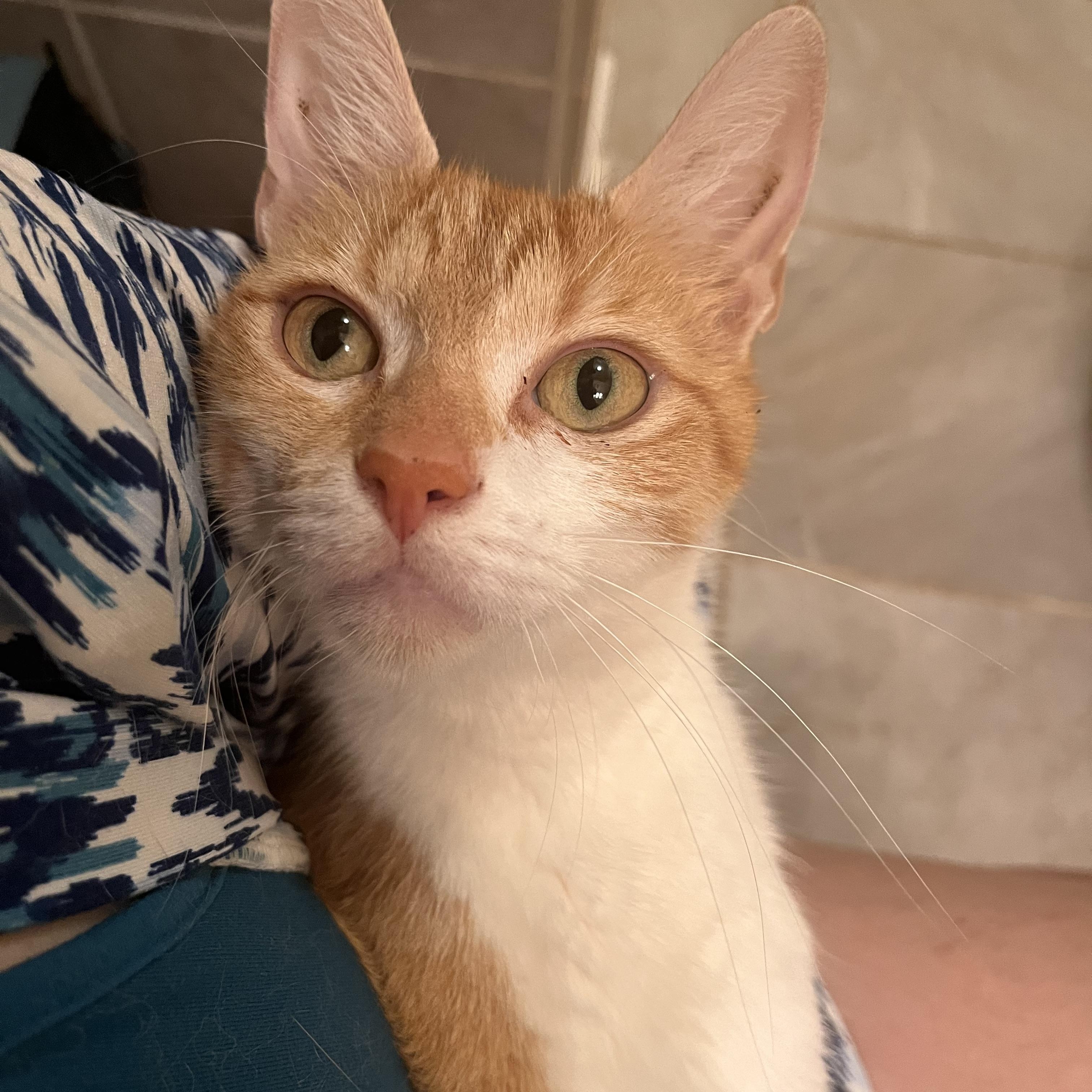 Enlarge Fontina, a Adoptable Domestic Short Hair in Lewis Center, OH image 3/4