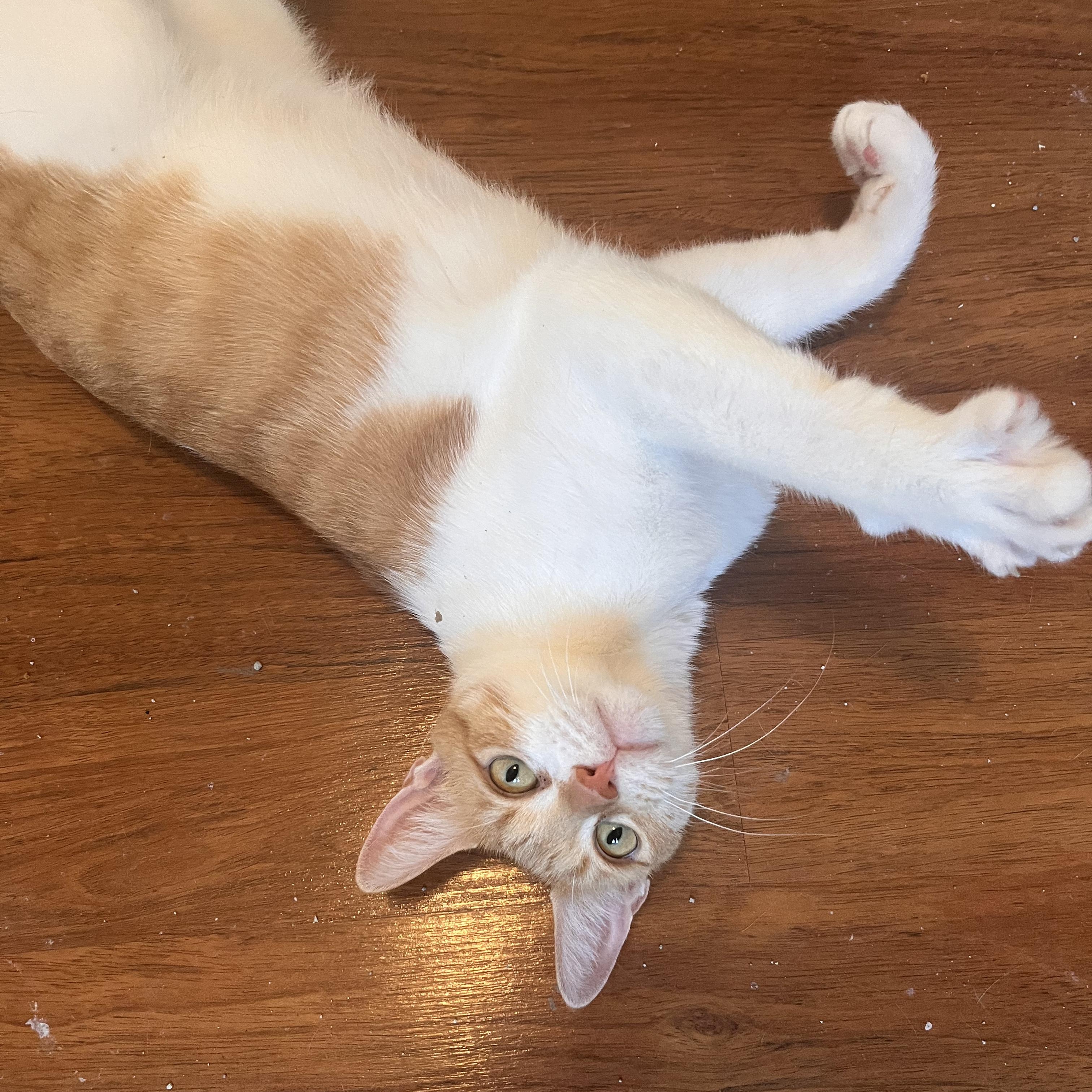 Enlarge Fontina, a Adoptable Domestic Short Hair in Lewis Center, OH image 2/4