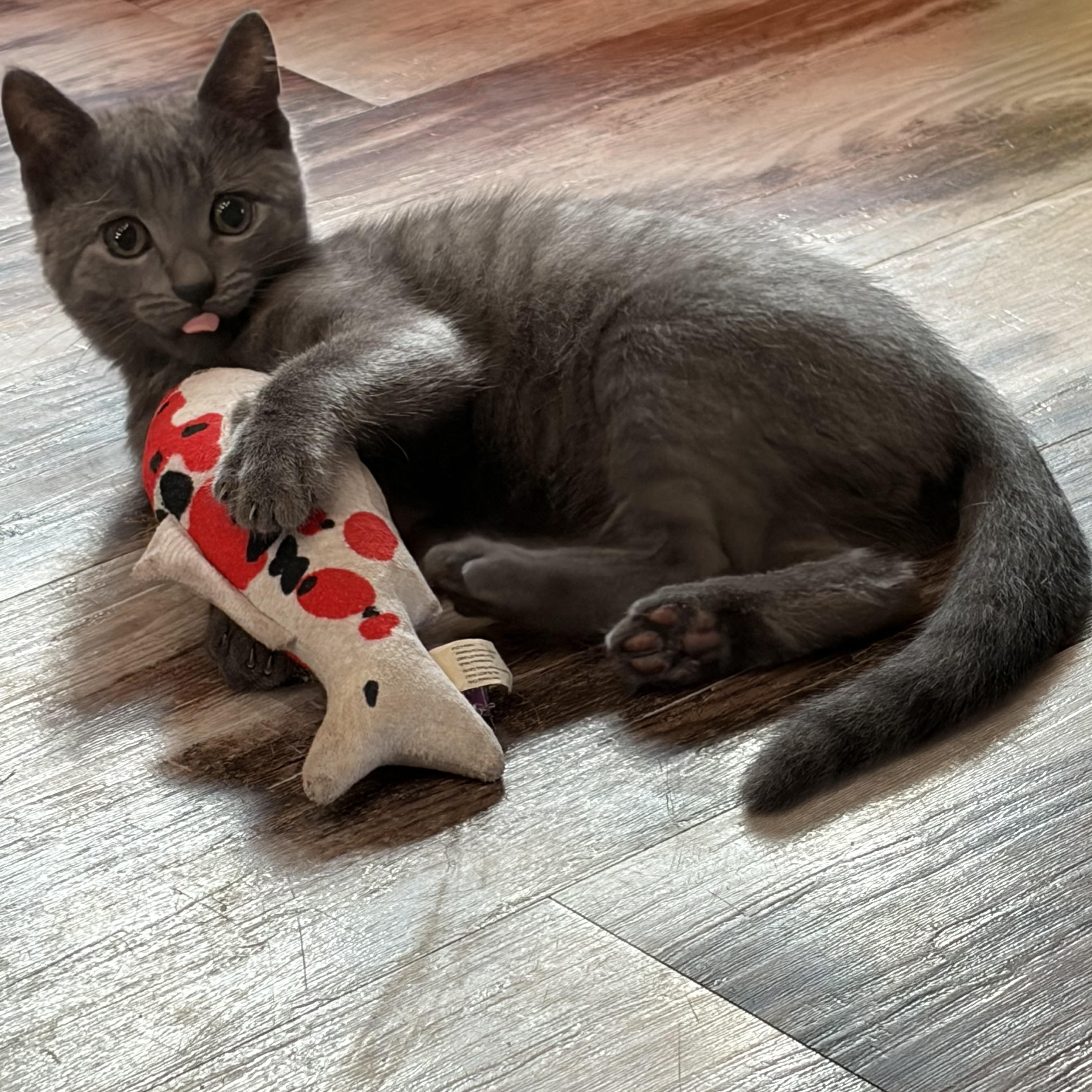Enlarge Skugie, an adopted Domestic Short Hair in brant, MI image 3/6