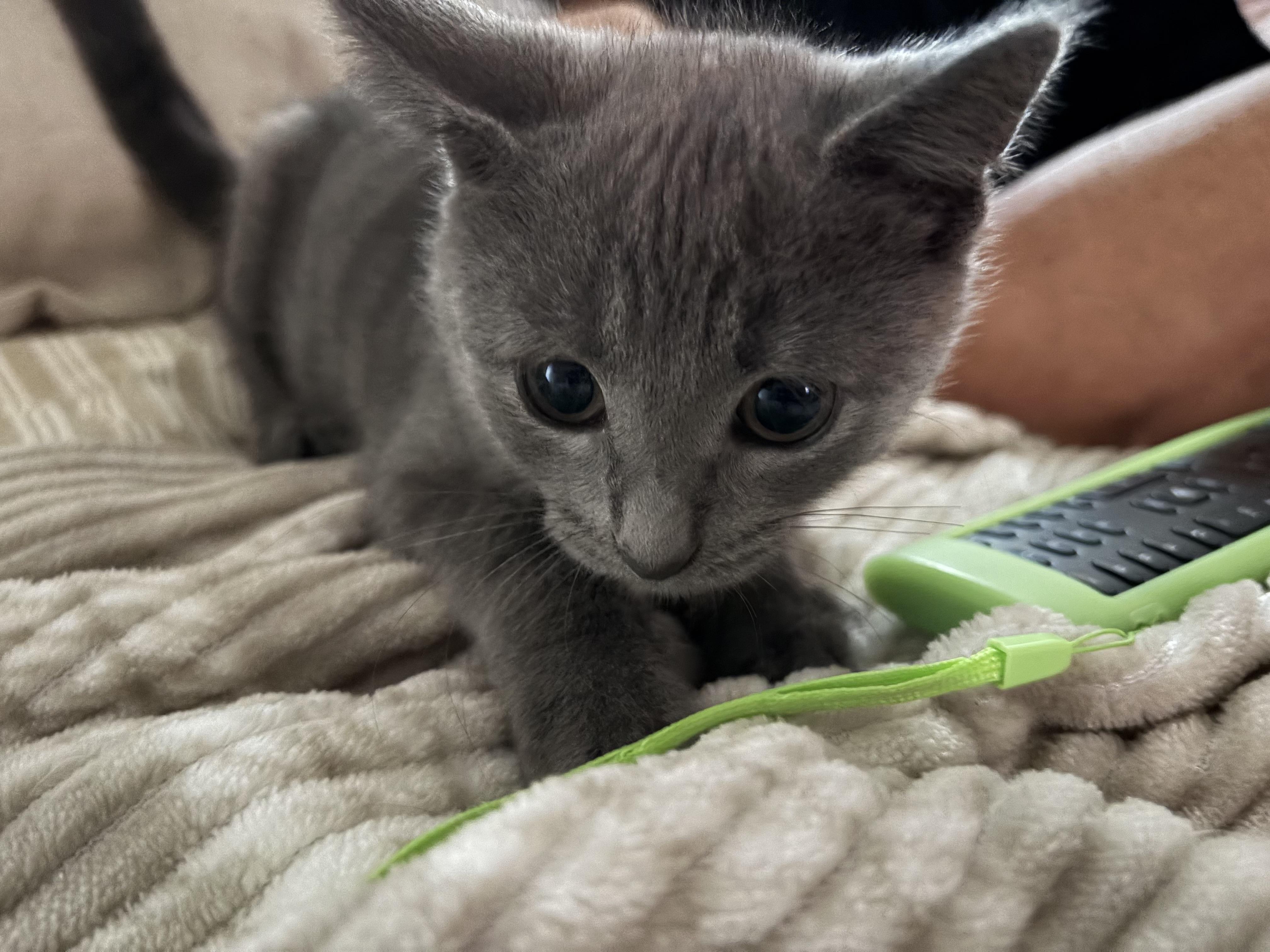 Enlarge Skugie, an adopted Domestic Short Hair in brant, MI image 4/6