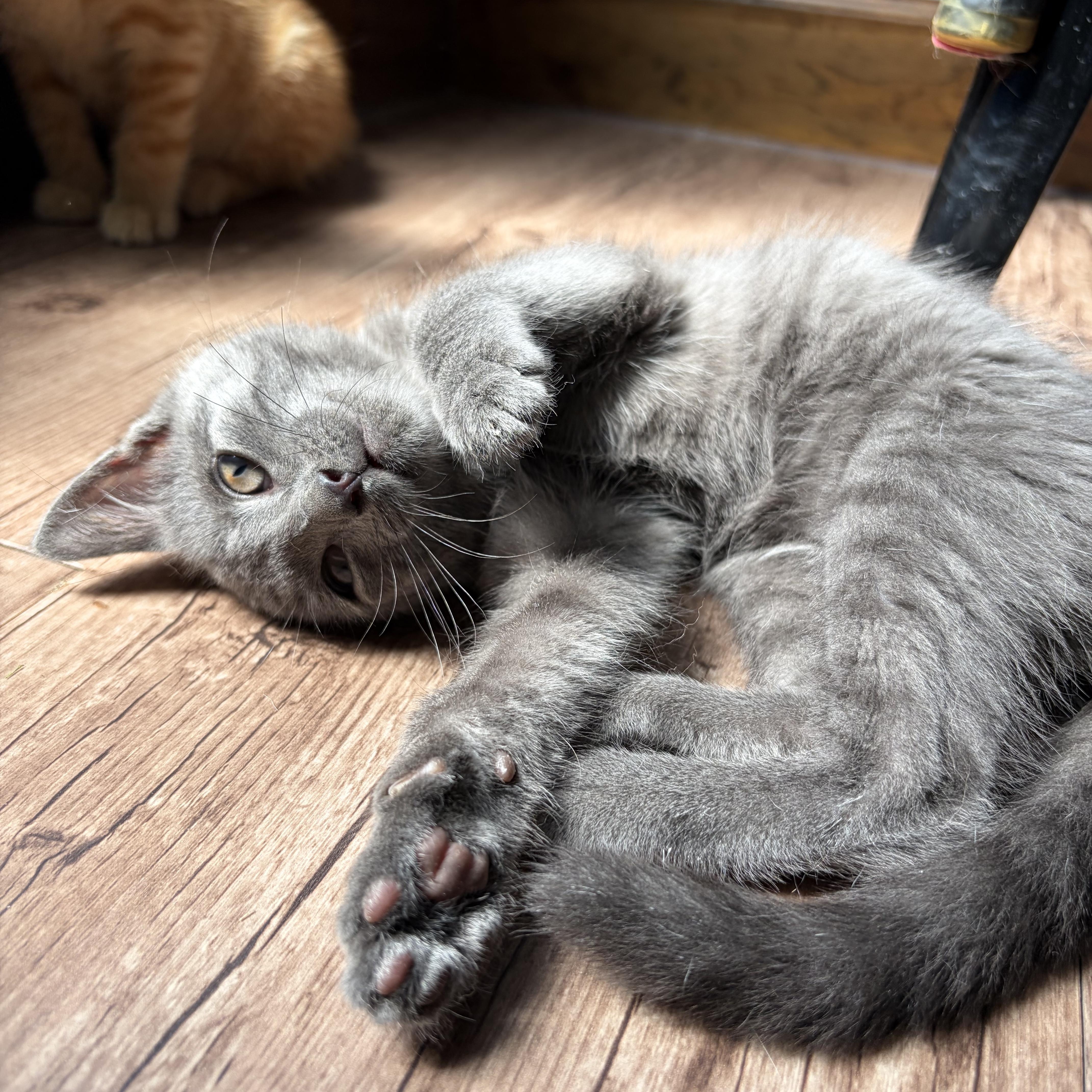 Enlarge Skugie, an adopted Domestic Short Hair in brant, MI image 5/6