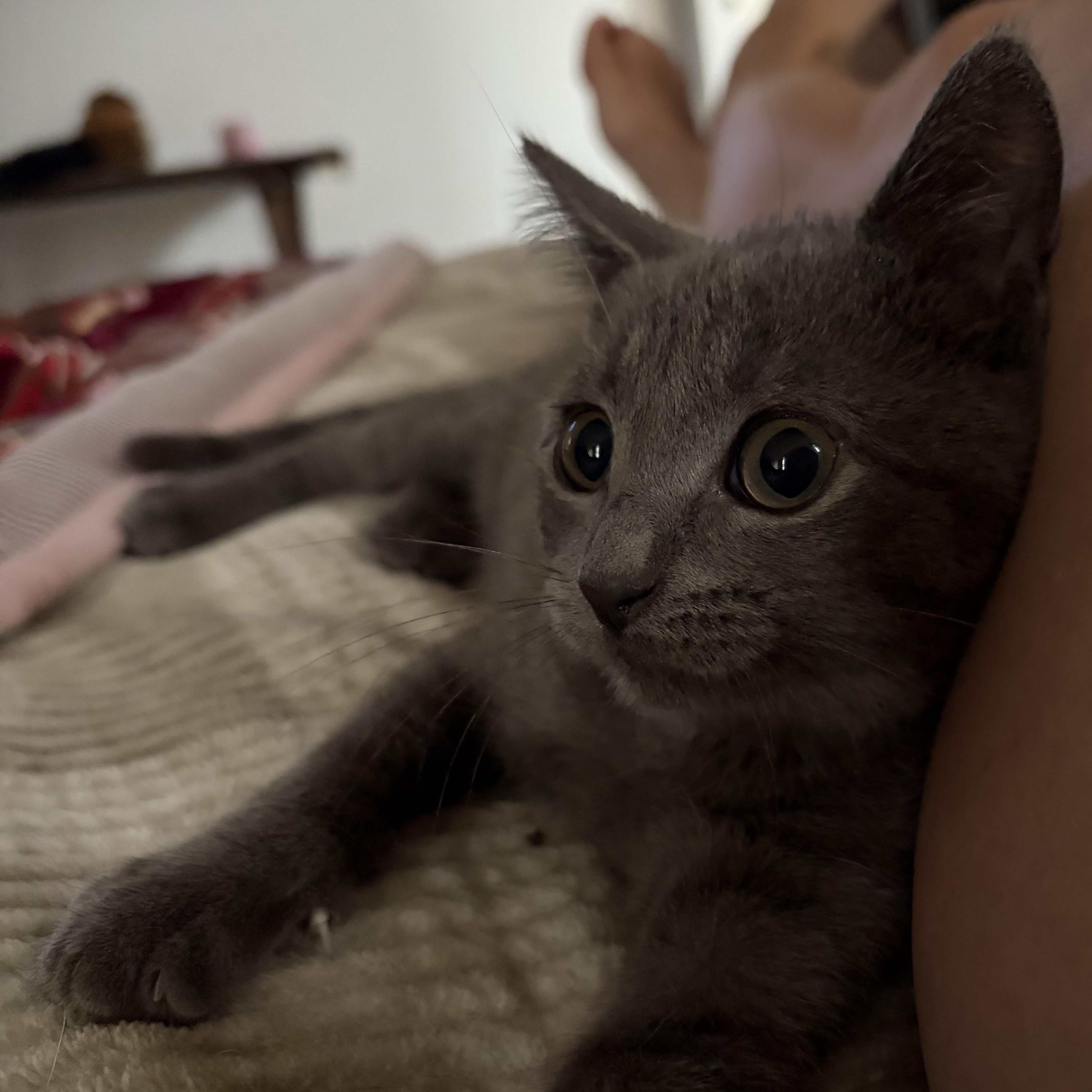 Enlarge Skugie, an adopted Domestic Short Hair in brant, MI image 2/6