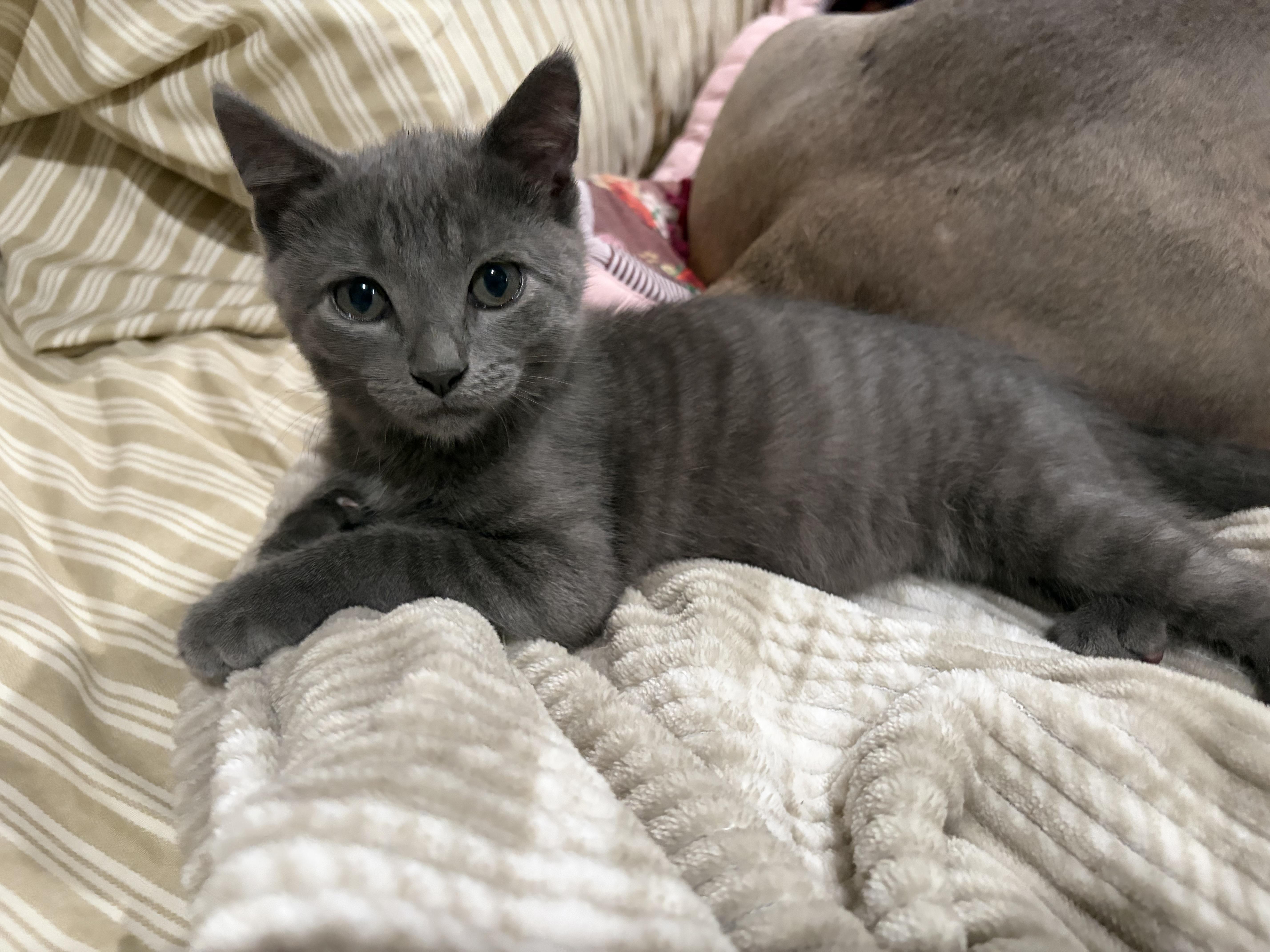 Skugie, adopted, Kitten Male Domestic Short Hair.