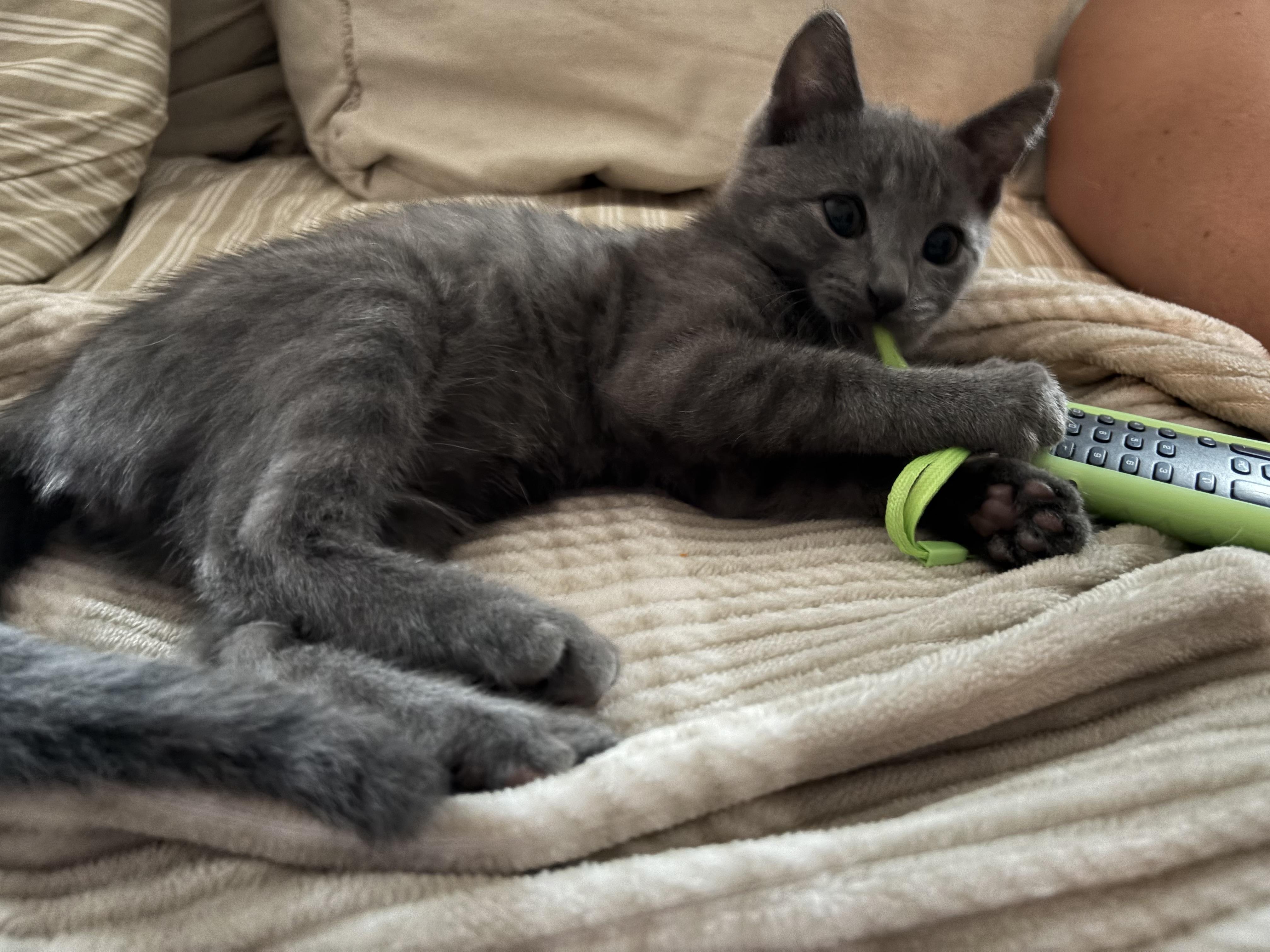 Enlarge Skugie, an adopted Domestic Short Hair in brant, MI image 6/6