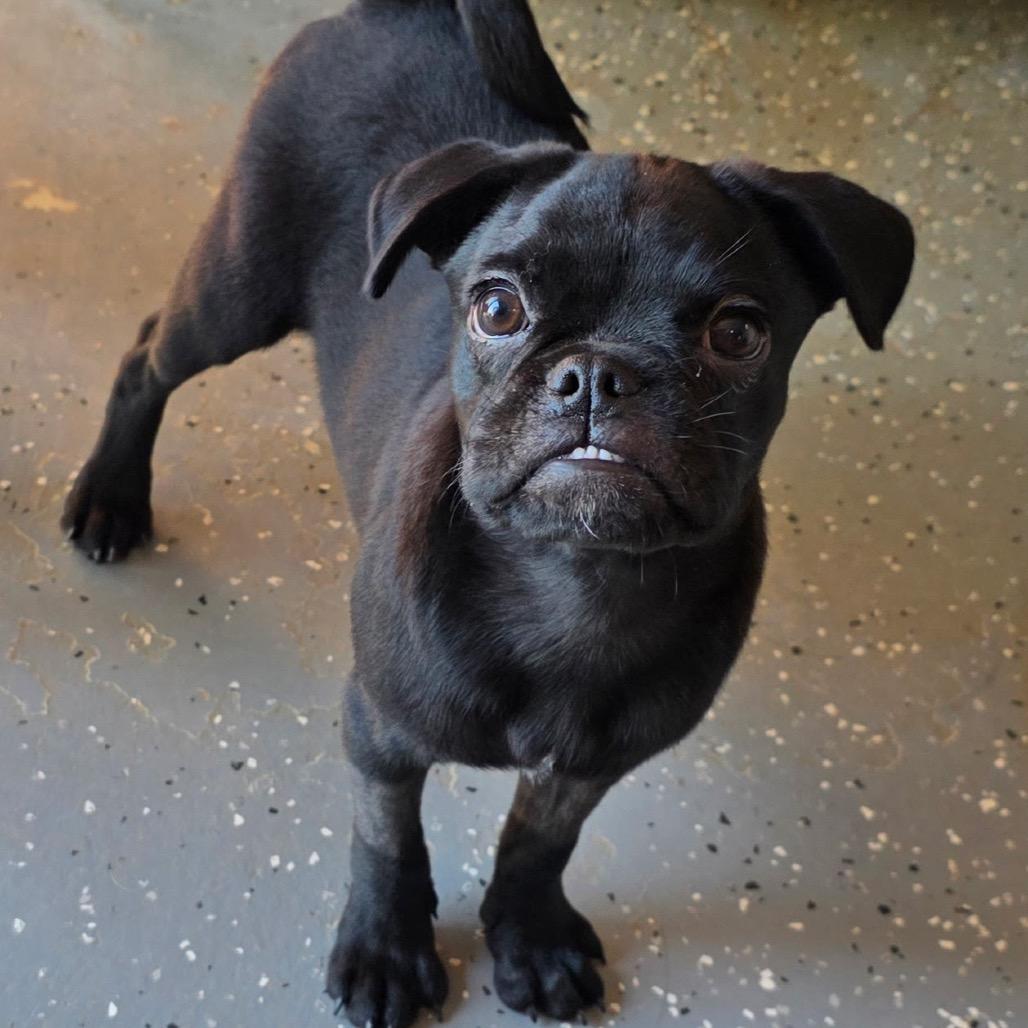 Dash, Adoptable, Young Male Pug.