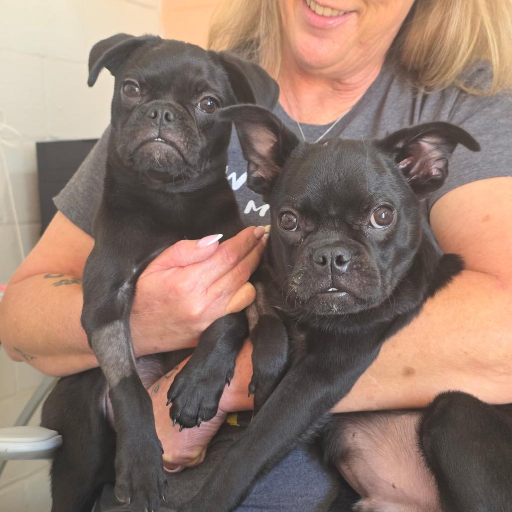 Enlarge Dash, a Adoptable Pug in Oxford, ME image 2/2