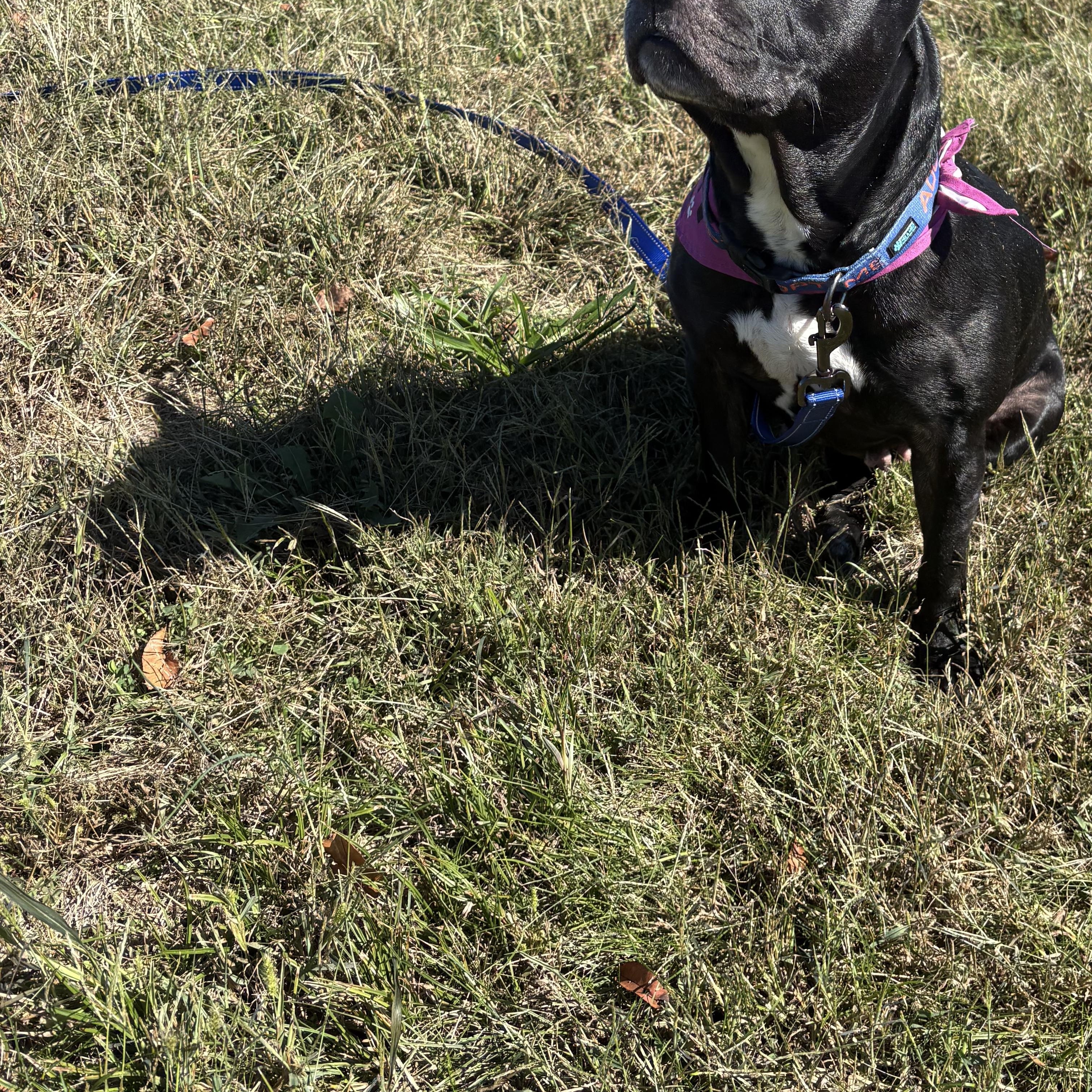 Enlarge Gertie, a Adoptable mixed breed in Bardstown, KY image 4/6