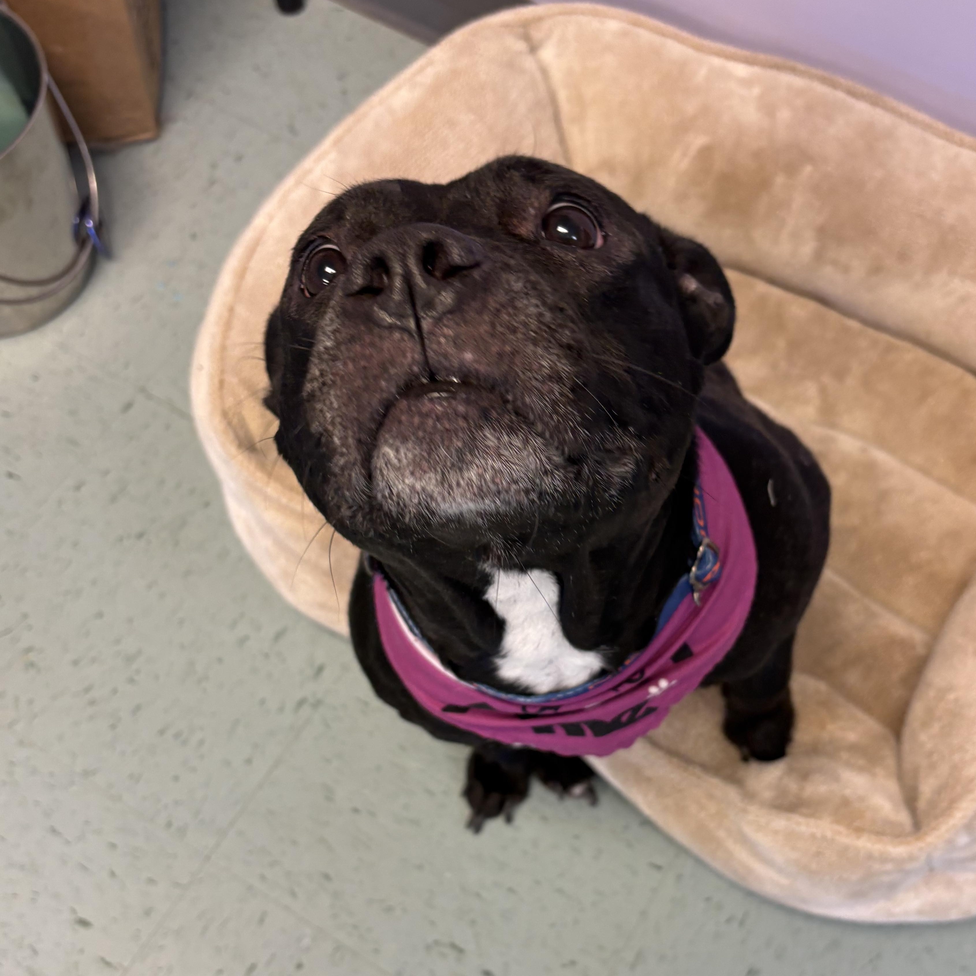 Enlarge Gertie, a Adoptable mixed breed in Bardstown, KY image 5/6
