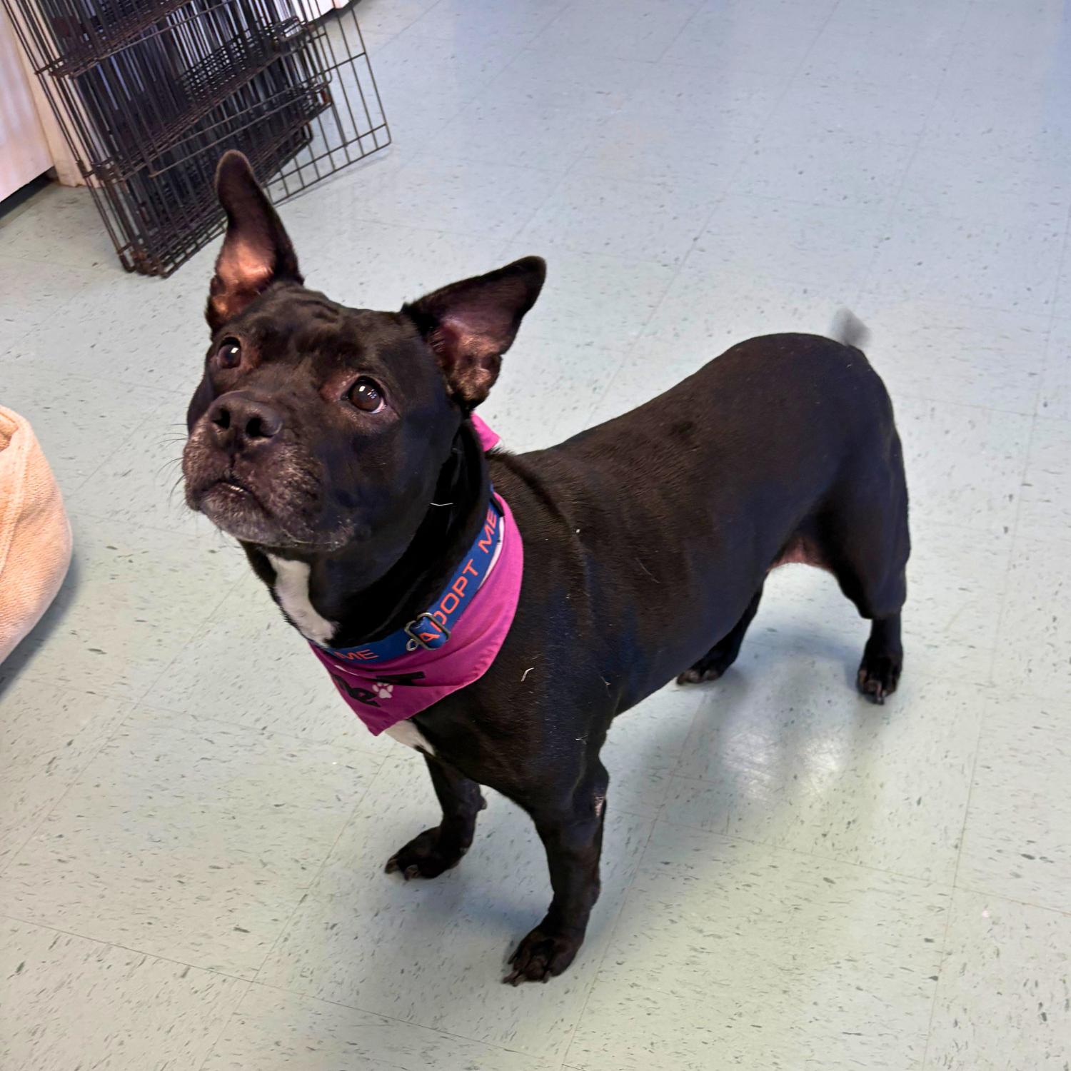 Enlarge Gertie, a Adoptable mixed breed in Bardstown, KY image 2/6