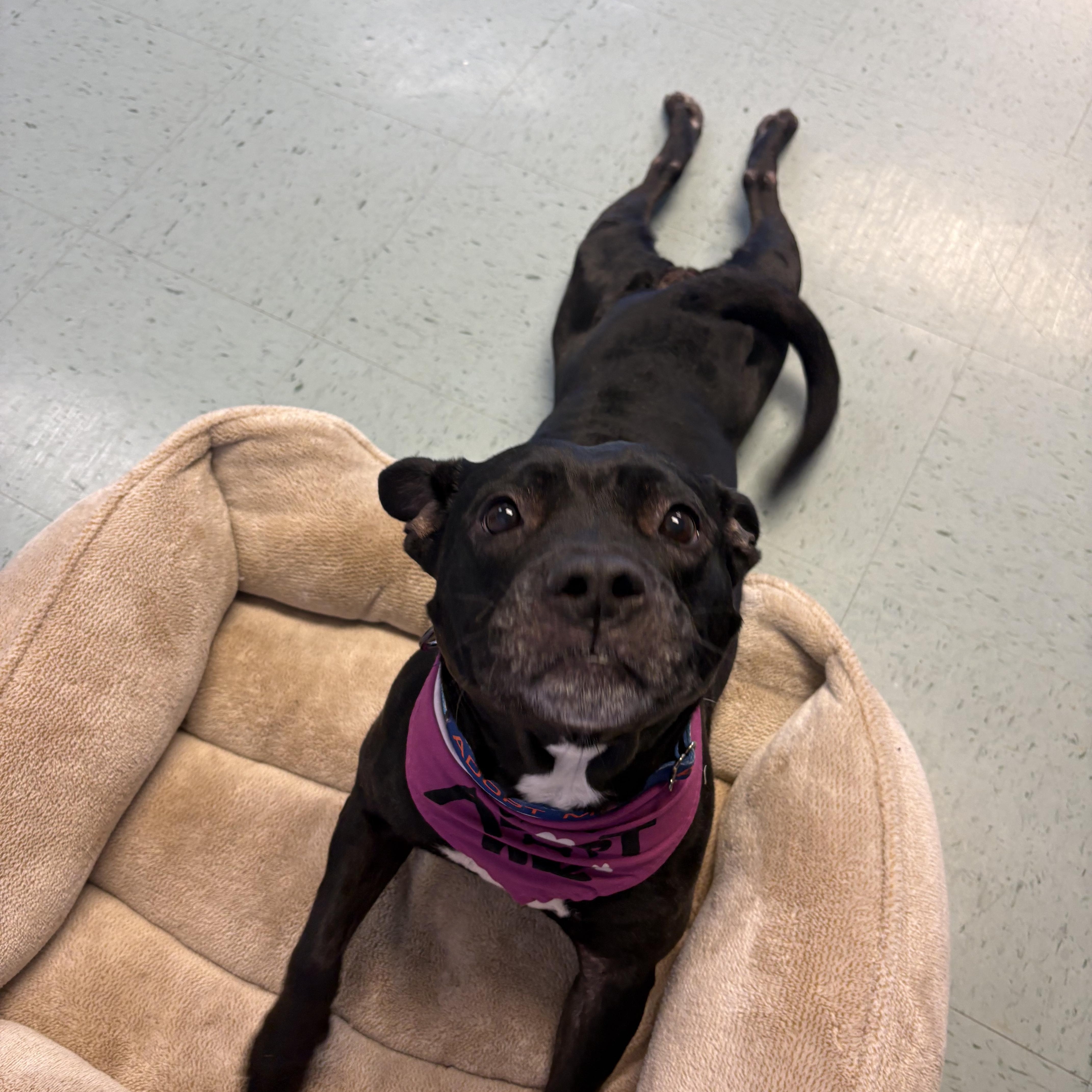 Enlarge Gertie, a Adoptable mixed breed in Bardstown, KY image 3/6