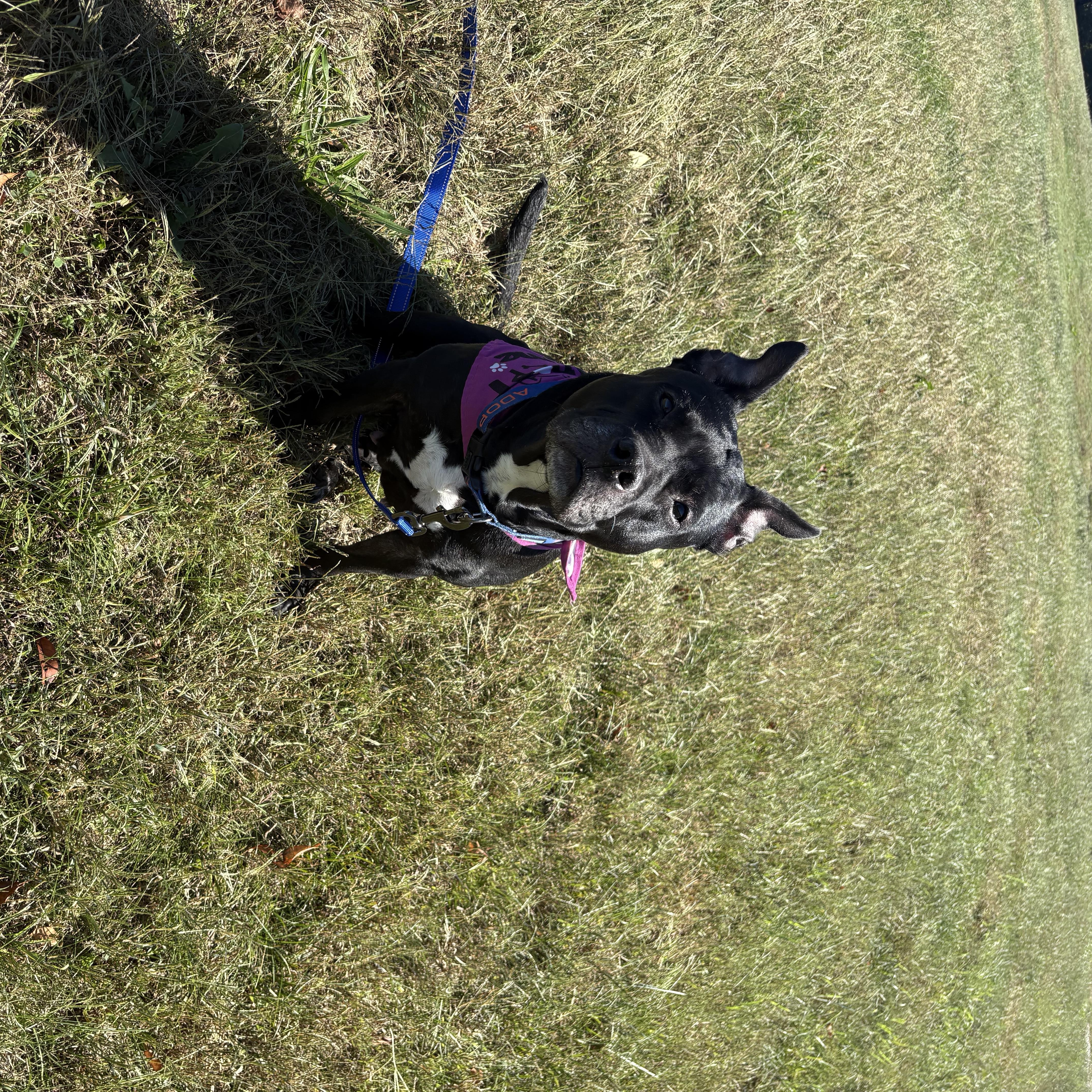 Enlarge Gertie, a Adoptable mixed breed in Bardstown, KY image 6/6
