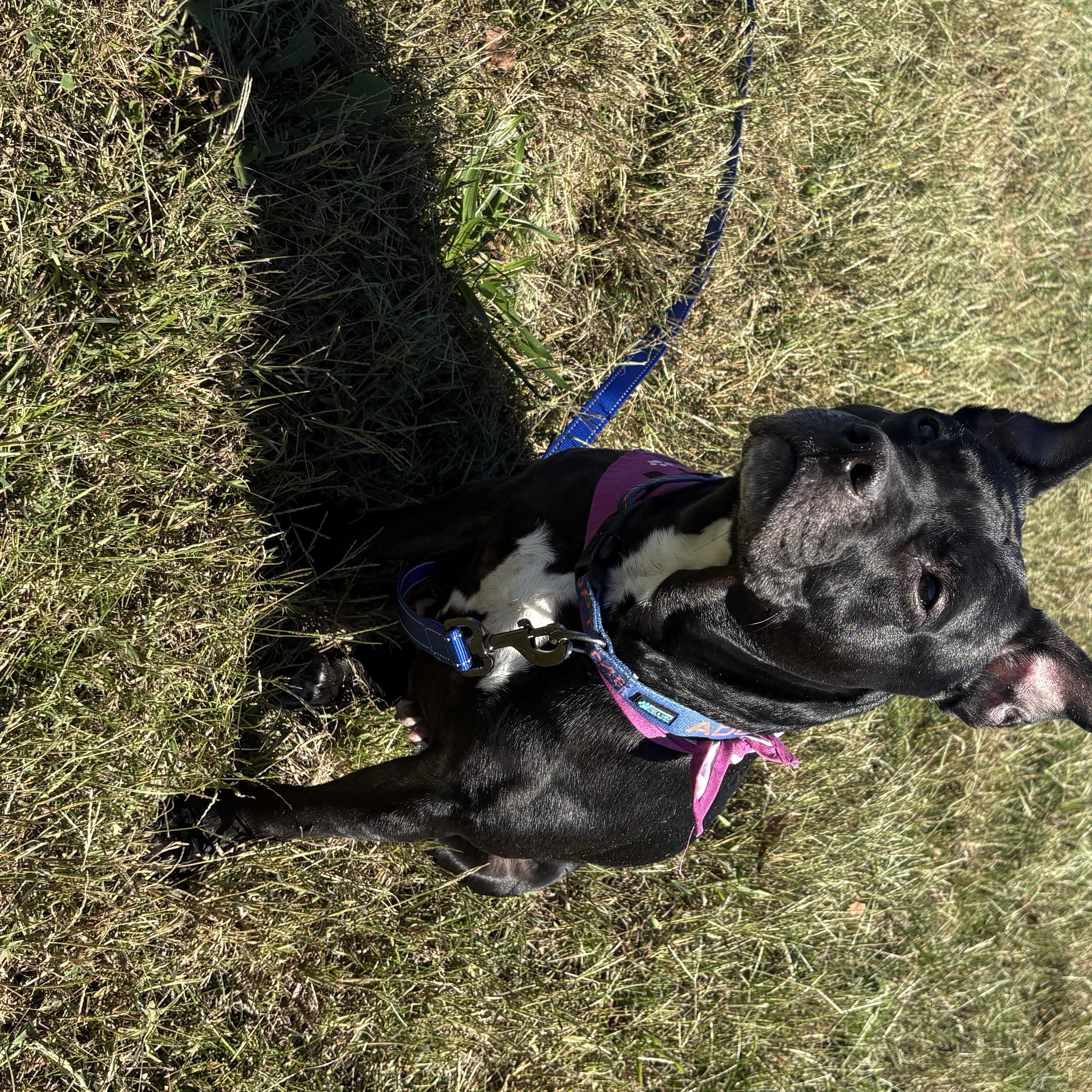 Enlarge Gertie, a Adoptable mixed breed in Bardstown, KY image 1/6