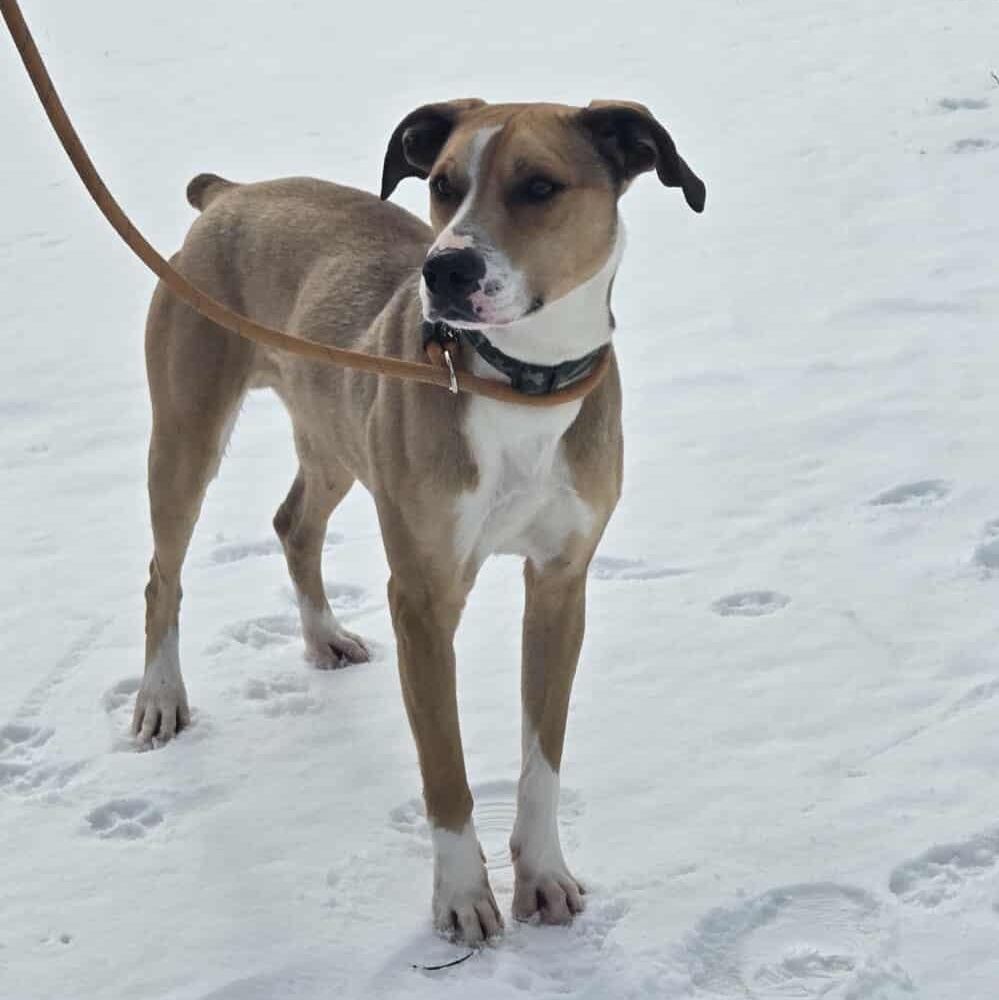 Vino, Adoptable, Adult Male Mixed Breed.