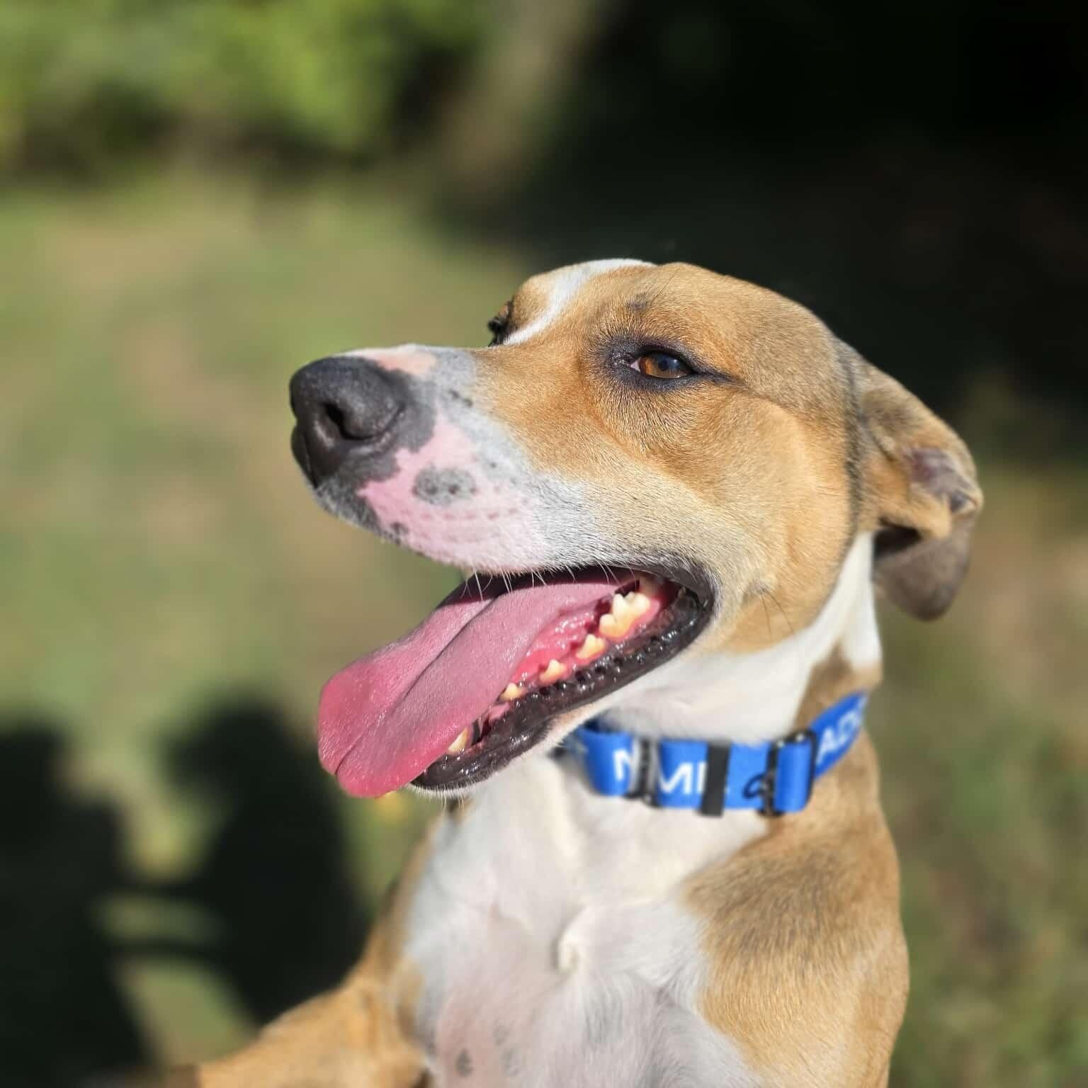 Enlarge Vino, a Adoptable mixed breed in Harrodsburg, KY image 2/5