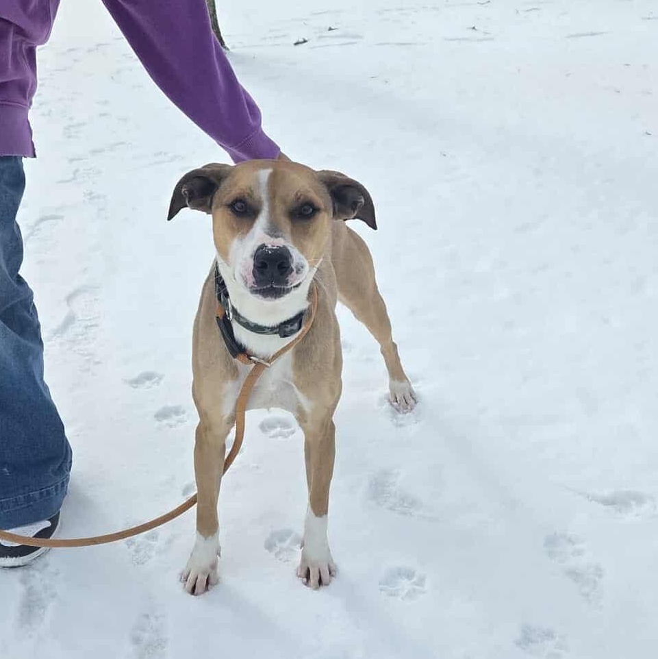 Enlarge Vino, a Adoptable mixed breed in Harrodsburg, KY image 5/6