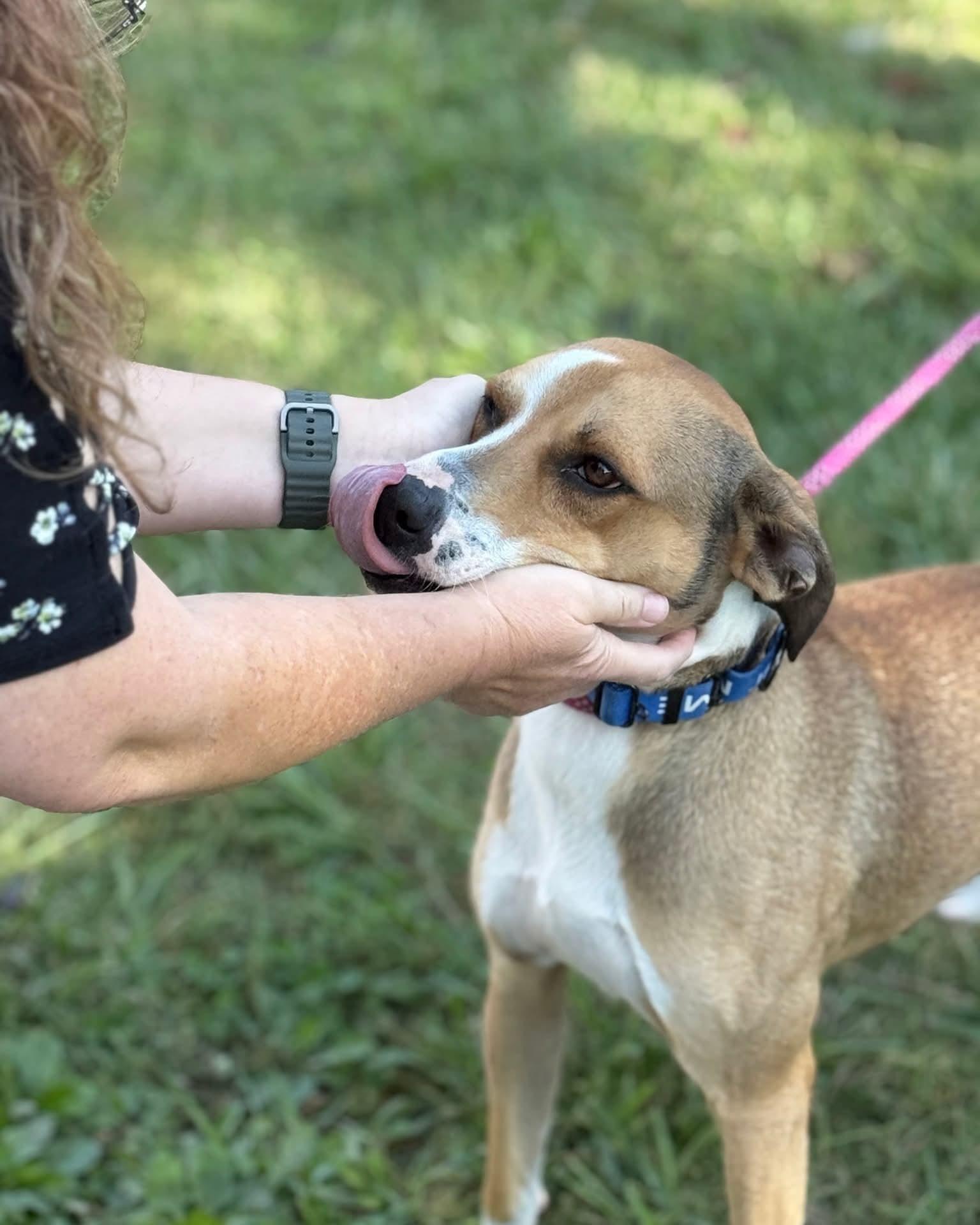 Enlarge Vino, a Adoptable mixed breed in Harrodsburg, KY image 3/5