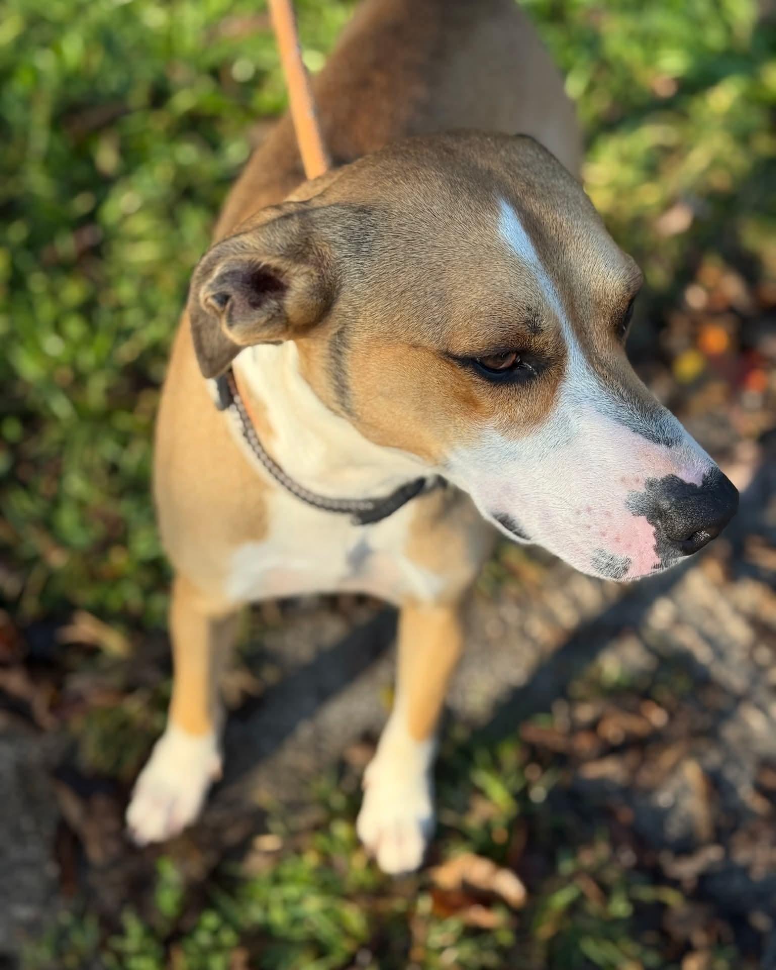 Enlarge Vino, a Adoptable mixed breed in Harrodsburg, KY image 1/5