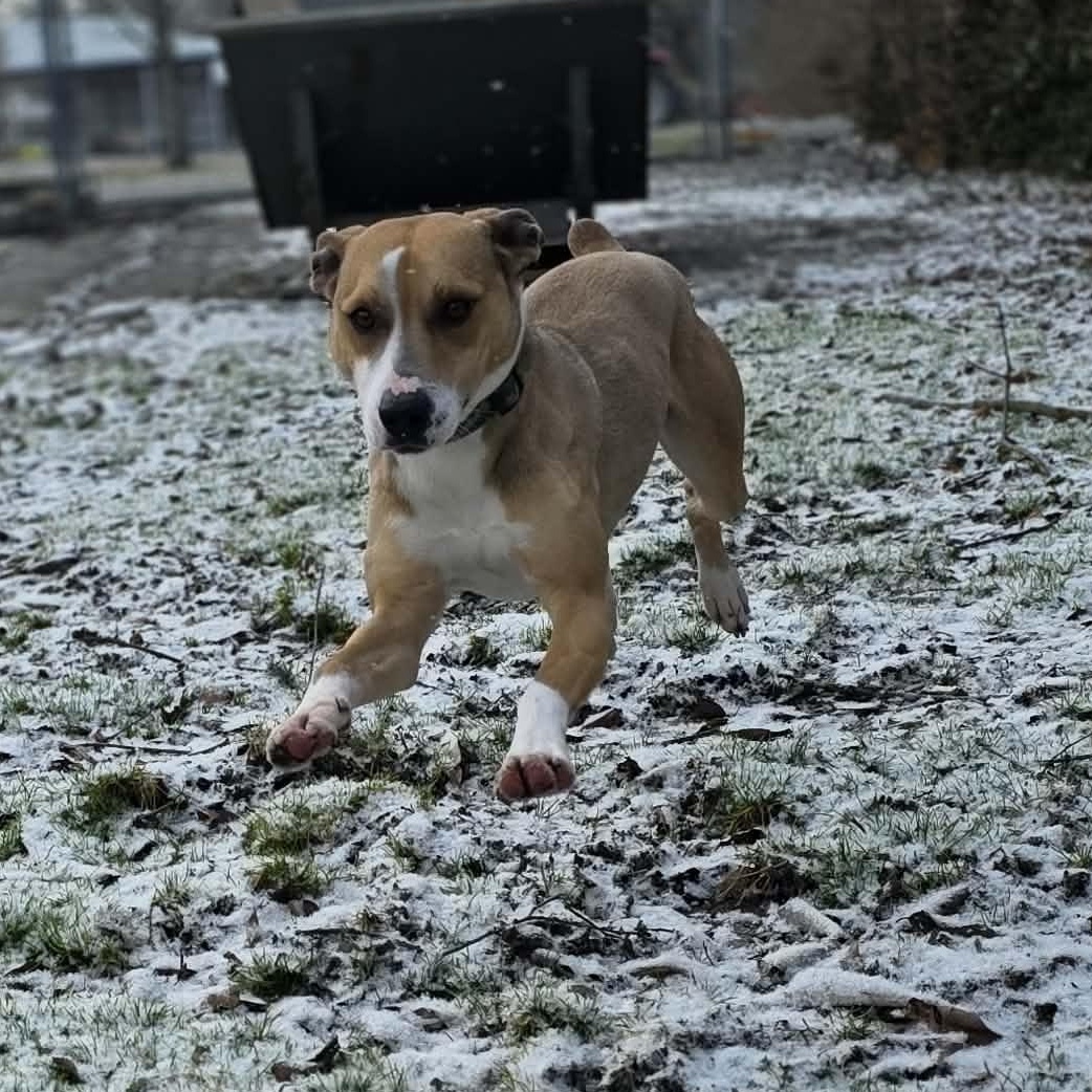 Enlarge Vino, a Adoptable mixed breed in Harrodsburg, KY image 6/6