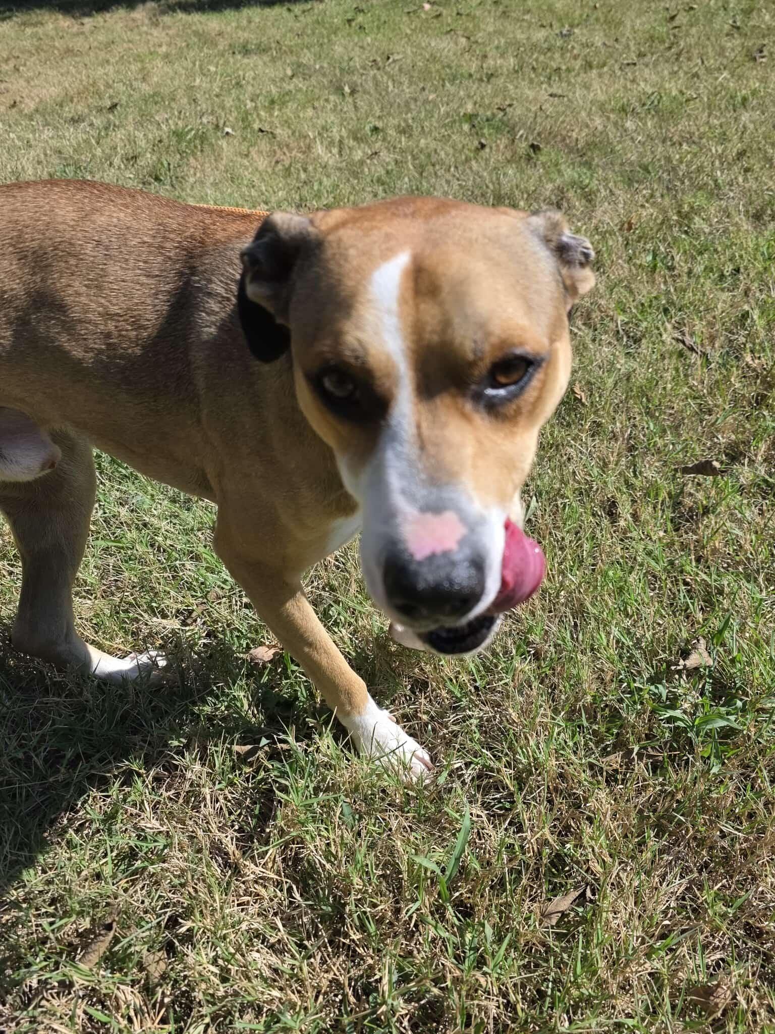 Enlarge Vino, a Adoptable mixed breed in Harrodsburg, KY image 4/5