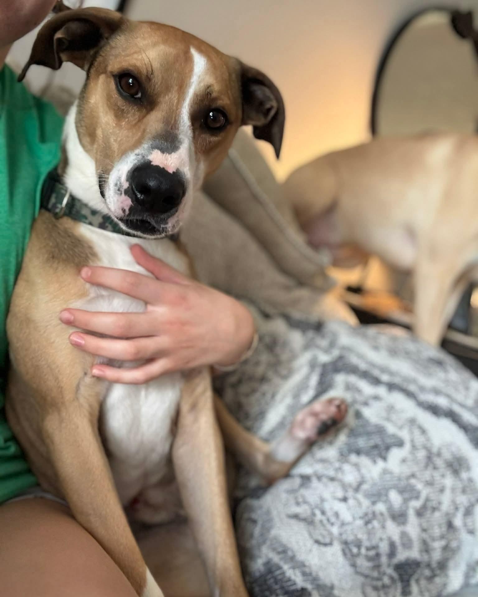 Enlarge Vino, a Adoptable mixed breed in Harrodsburg, KY image 2/6