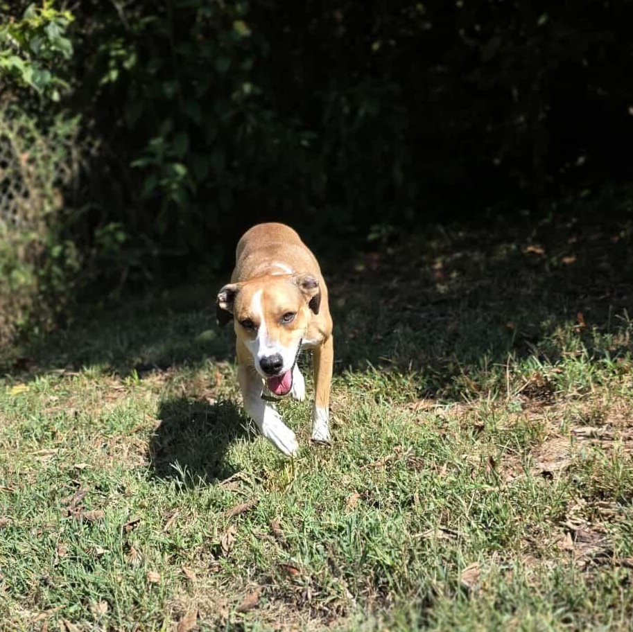 Enlarge Vino, a Adoptable mixed breed in Harrodsburg, KY image 5/5