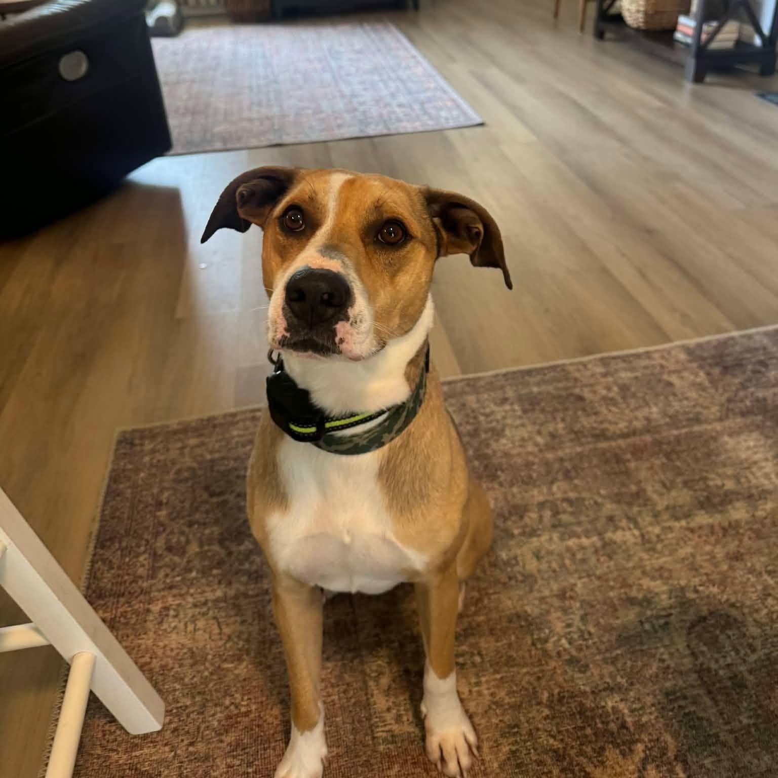 Enlarge Vino, a Adoptable mixed breed in Harrodsburg, KY image 1/6