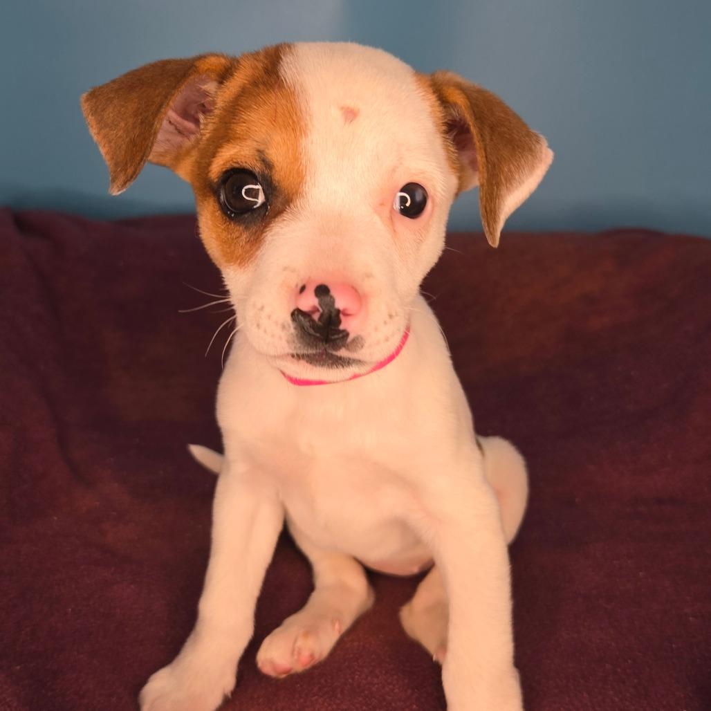 Tortilla, Adoptable, Puppy Female Jack Russell Terrier & Chihuahua.