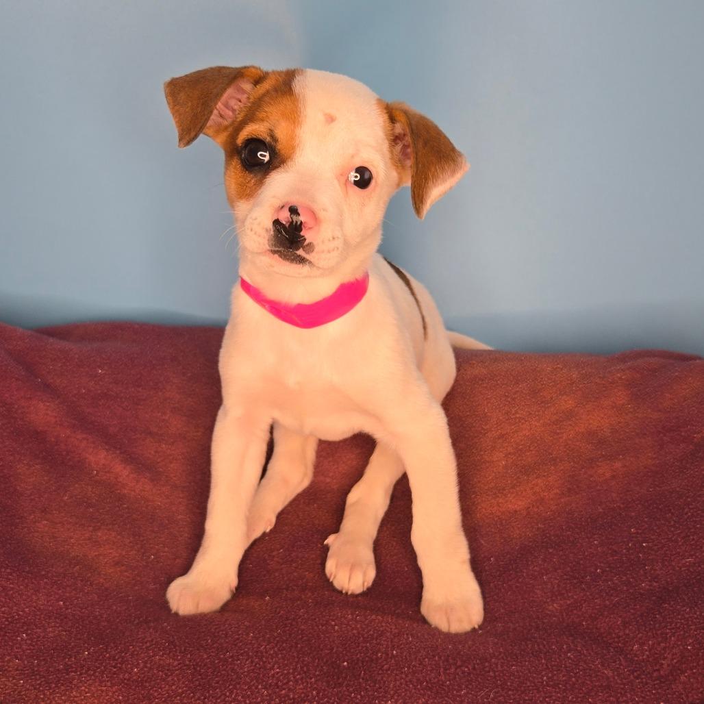 Enlarge Tortilla, a Adoptable mixed breed in San Antonio, TX image 2/6