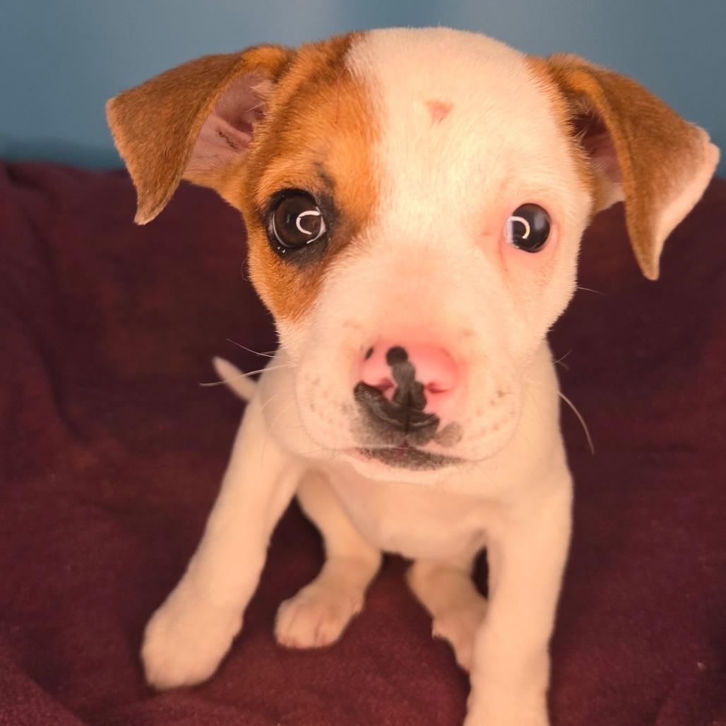 Enlarge Tortilla, a Adoptable mixed breed in San Antonio, TX image 3/6