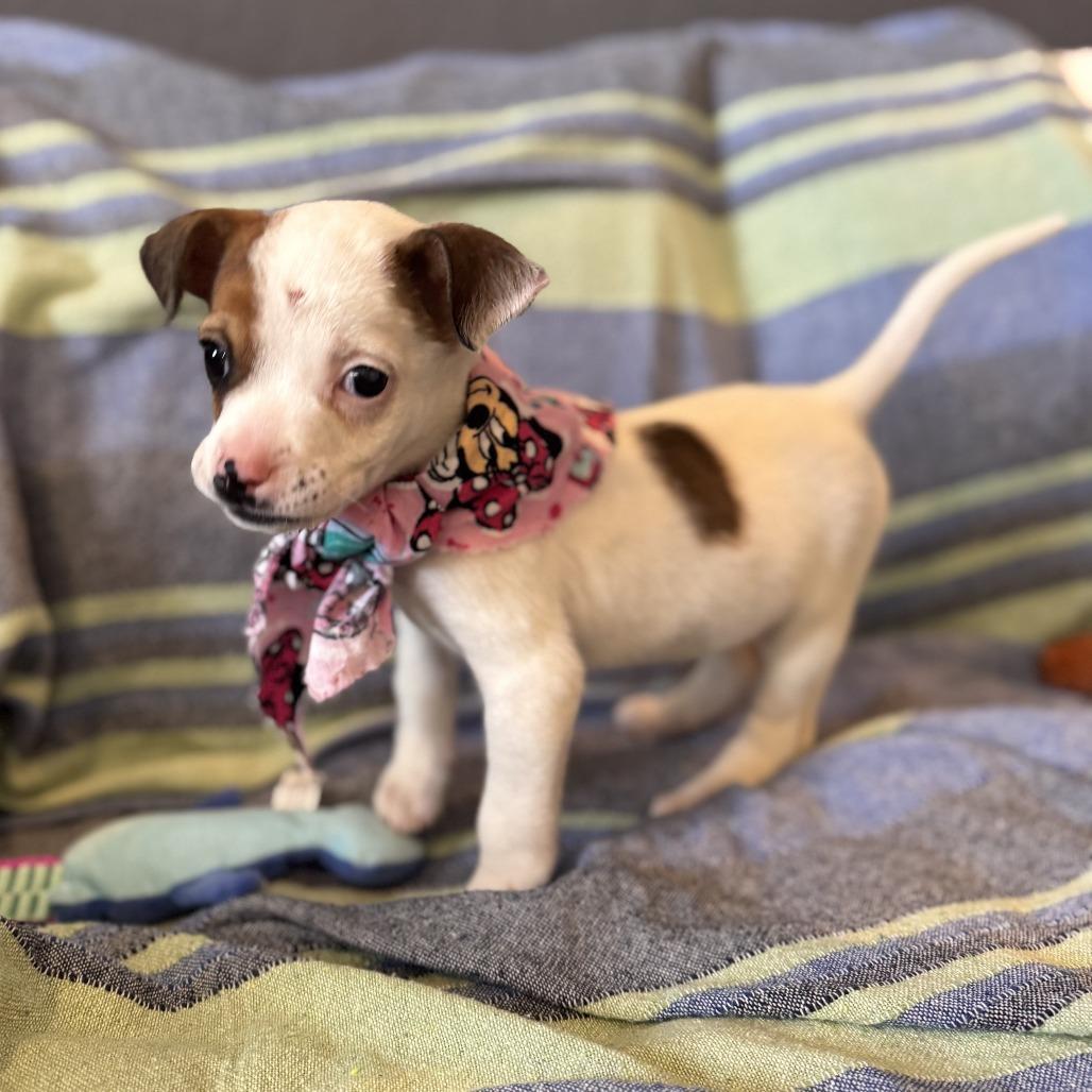 Enlarge Tortilla, a Adoptable mixed breed in San Antonio, TX image 4/6