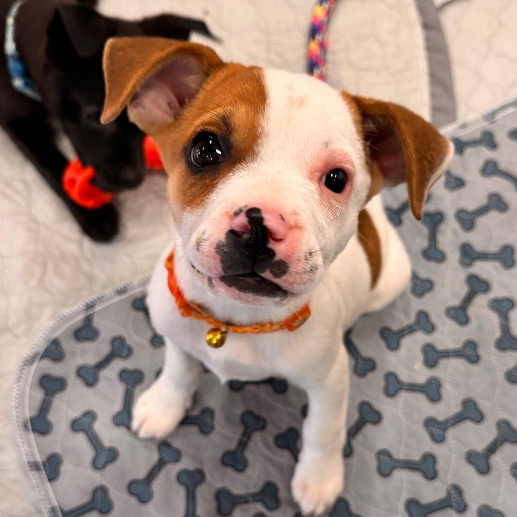 Enlarge Tortilla, a Adoptable mixed breed in San Antonio, TX image 5/6