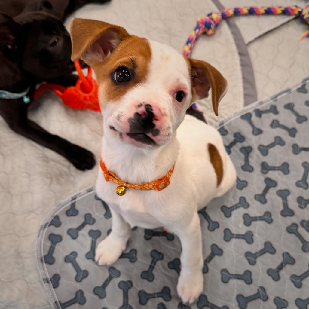 Enlarge Tortilla, a Adoptable mixed breed in San Antonio, TX image 6/6