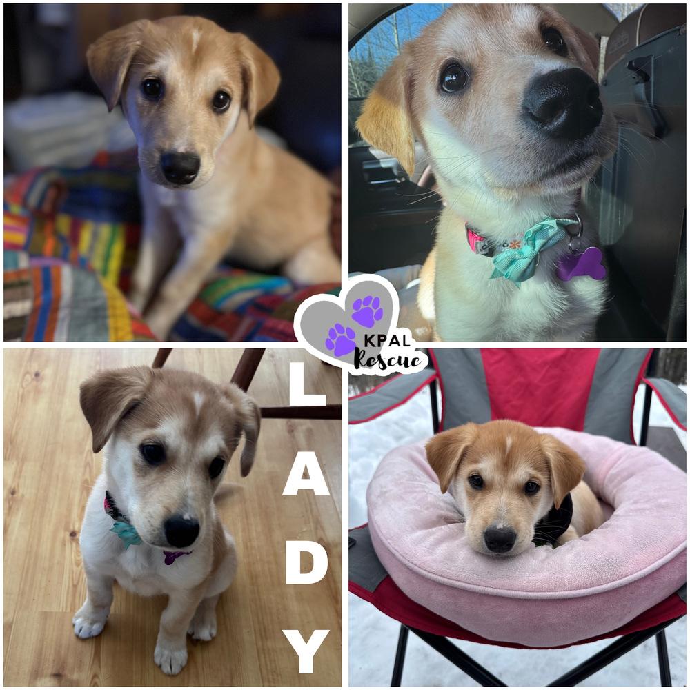 Enlarge Lady, a Adoptable mixed breed in Kenai, AK image 1/3