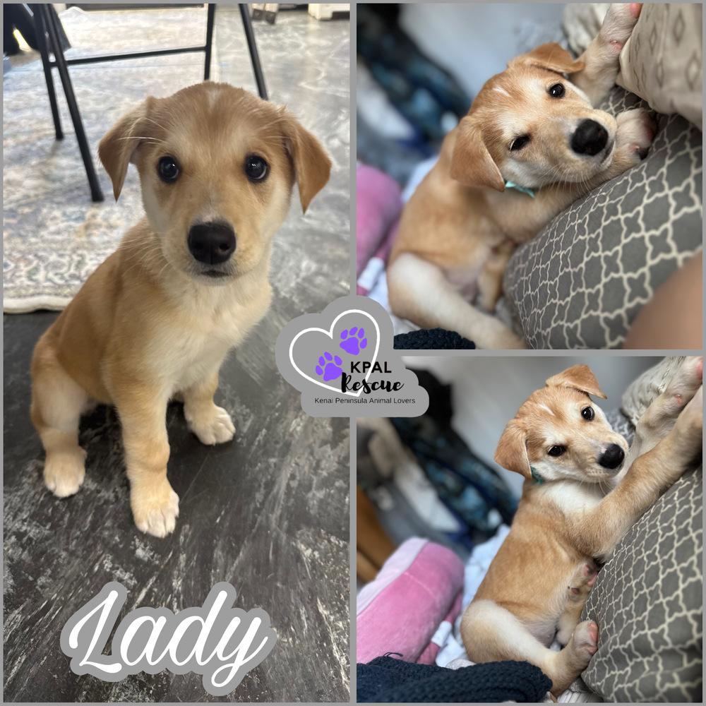 Lady, Adoptable, Puppy Female Mixed Breed & Mixed Breed.