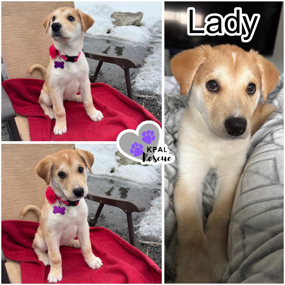 Enlarge Lady, a Adoptable mixed breed in Kenai, AK image 3/3
