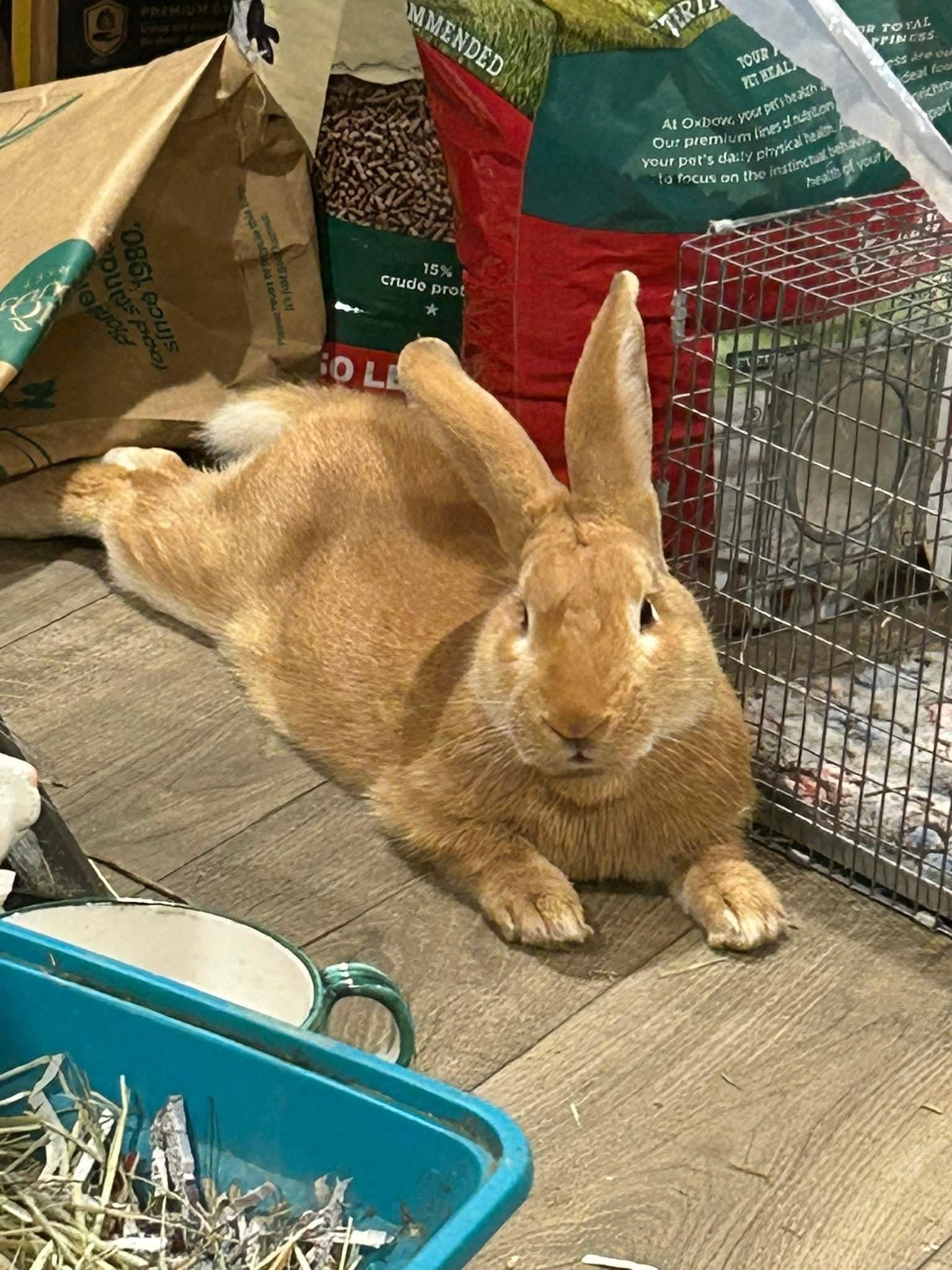 Sundance, Adopted, Adult Male American.